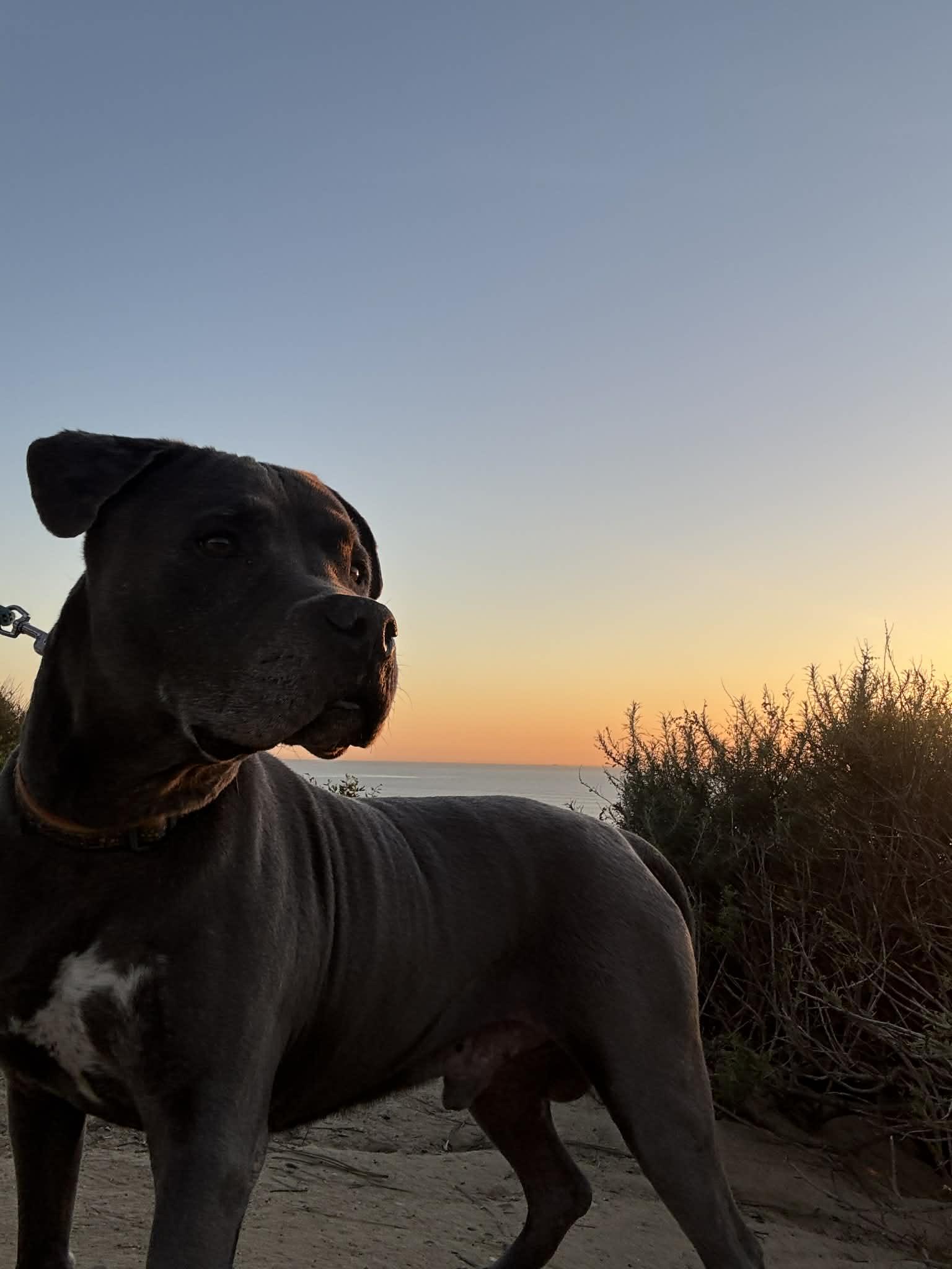 King , a ADOPTABLE Pit Bull Terrier in Newport, OR image 4/6