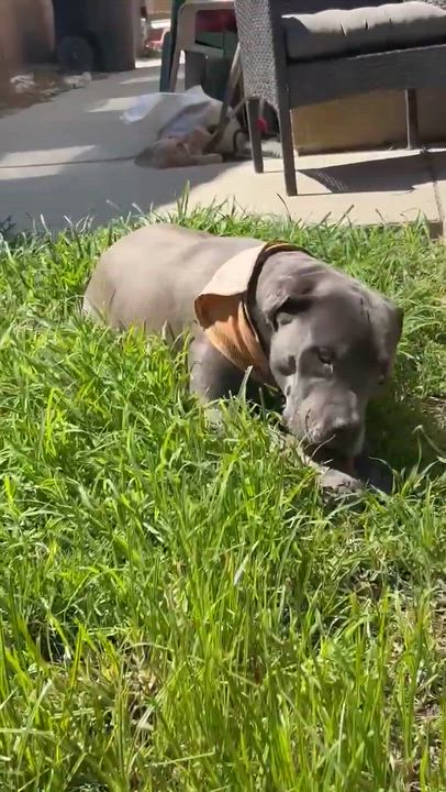 Enlarge King , a ADOPTABLE Pit Bull Terrier in Newport, OR video 5/6