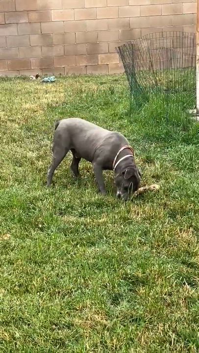 Enlarge King , a ADOPTABLE Pit Bull Terrier in Newport, OR video 2/6