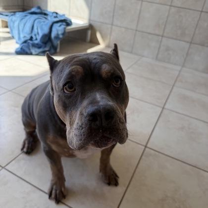 Gucci, Adoptable, Adult Female Pit Bull Terrier & Mixed Breed.