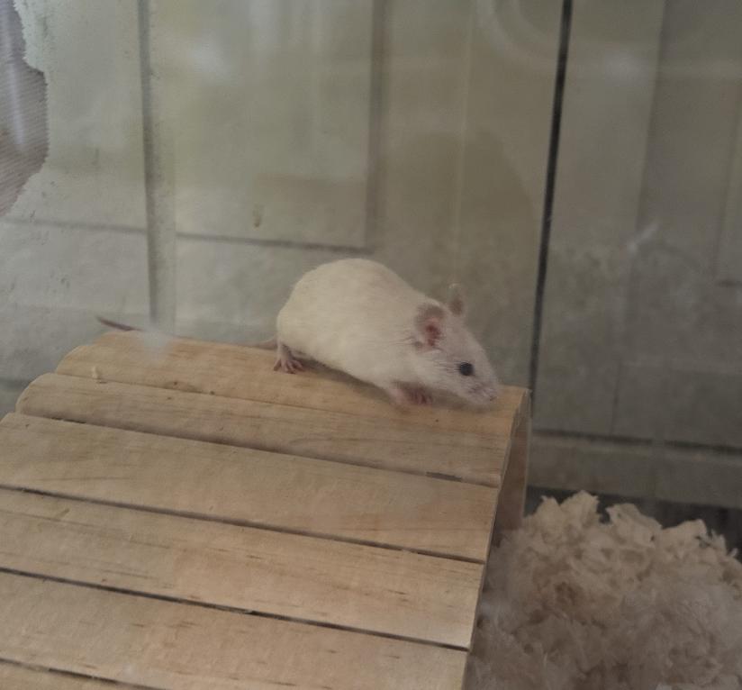 Button, a ADOPTABLE Mouse in Minneapolis, MN image 4/4