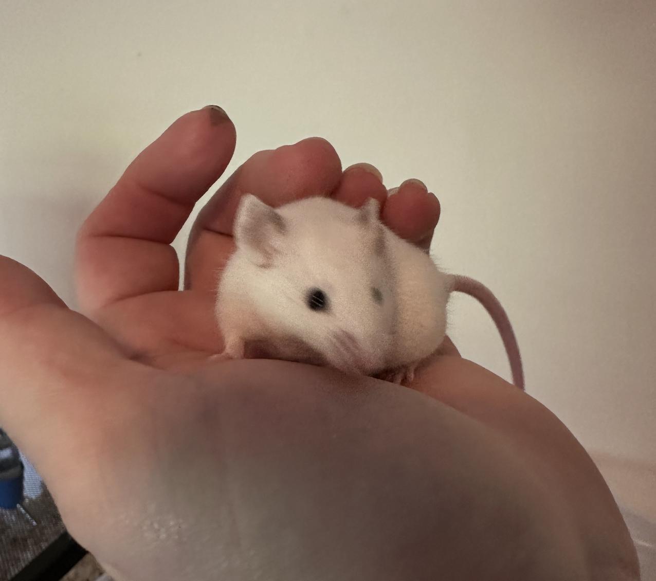 Button, a ADOPTABLE Mouse in Minneapolis, MN image 2/4