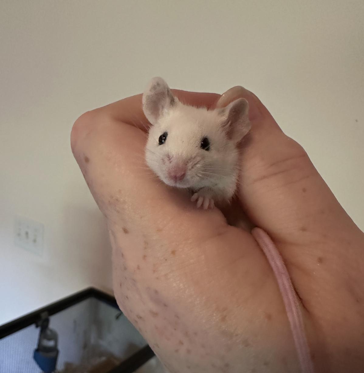 Button, ADOPTABLE, Young Male Mouse.