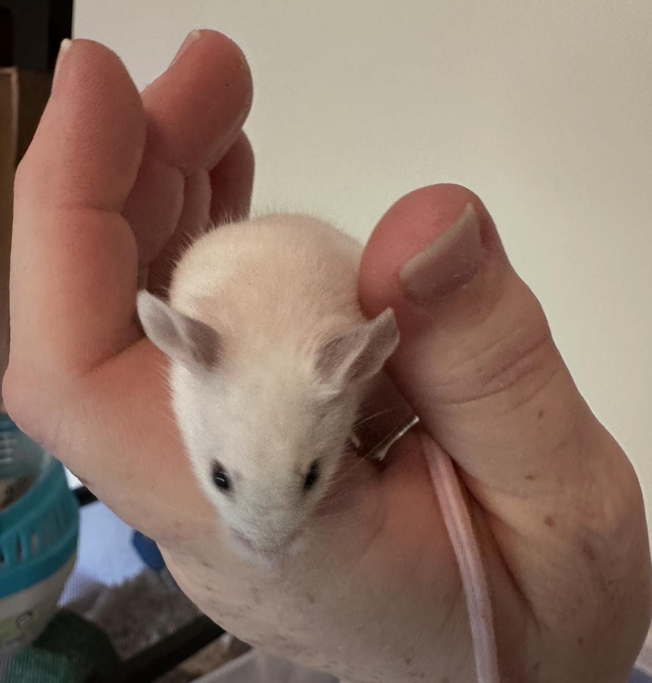 Button, a ADOPTABLE Mouse in Minneapolis, MN image 3/4