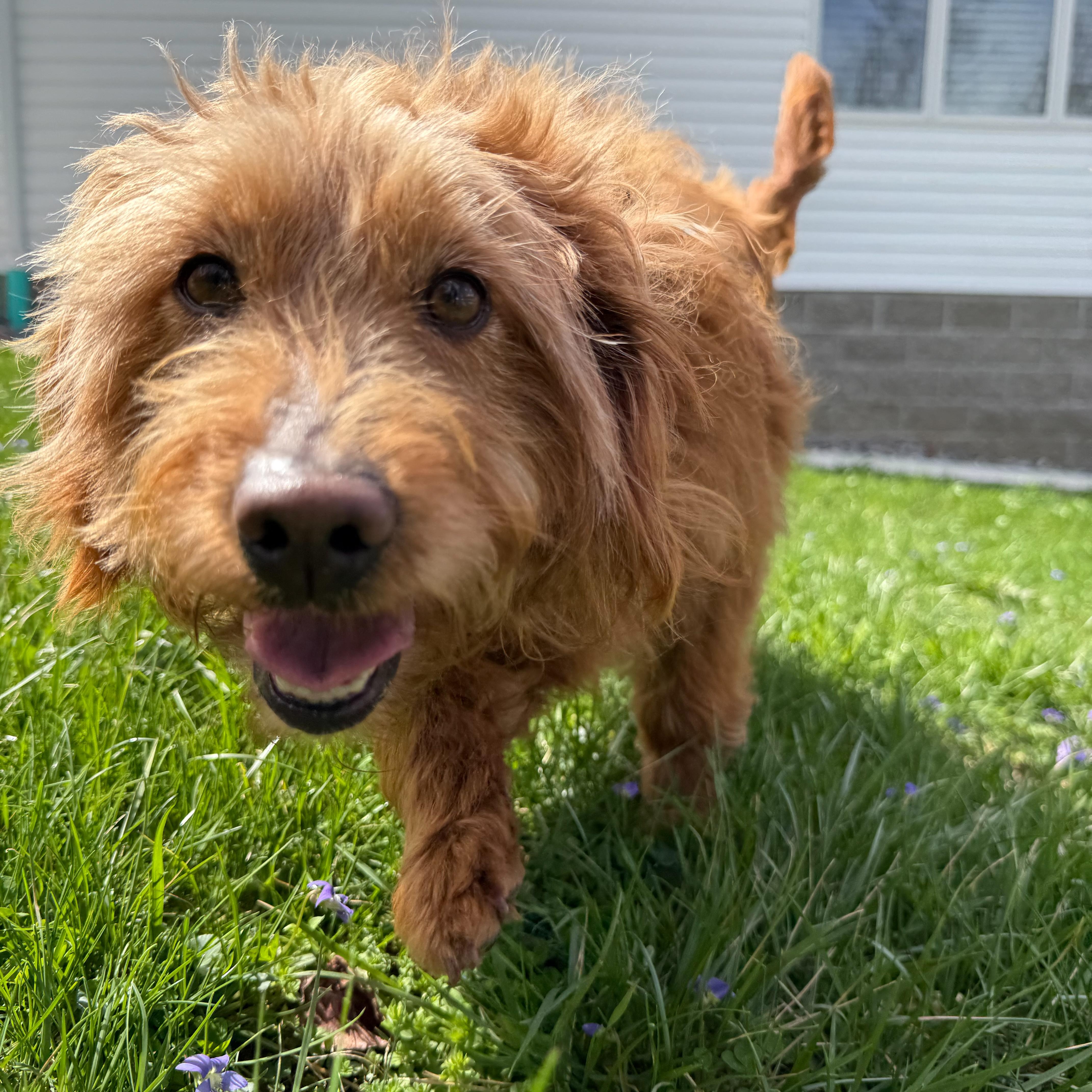 Enlarge Ester, an adopted mixed breed in Latrobe, PA image 4/4