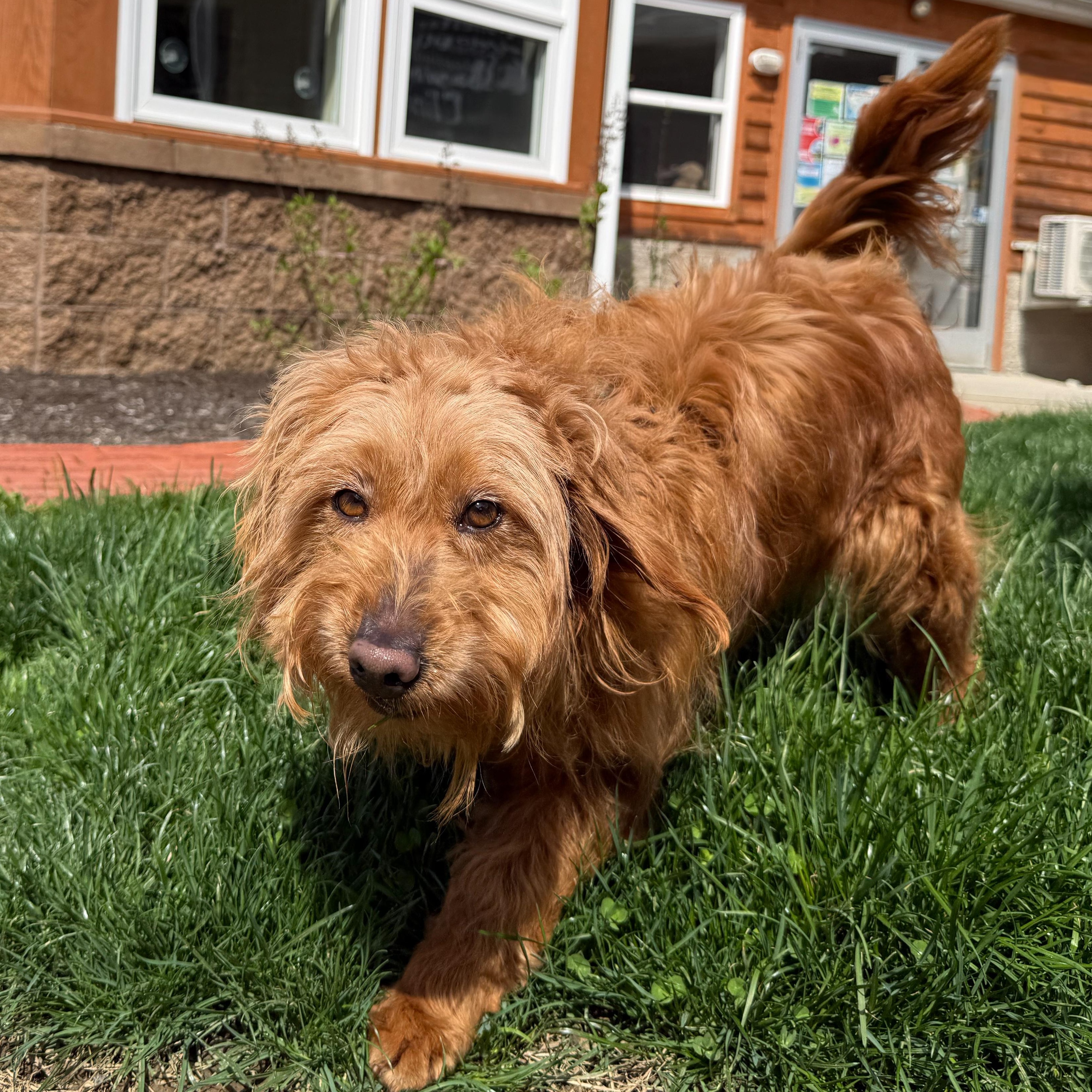 Enlarge Ester, an adopted mixed breed in Latrobe, PA image 2/4