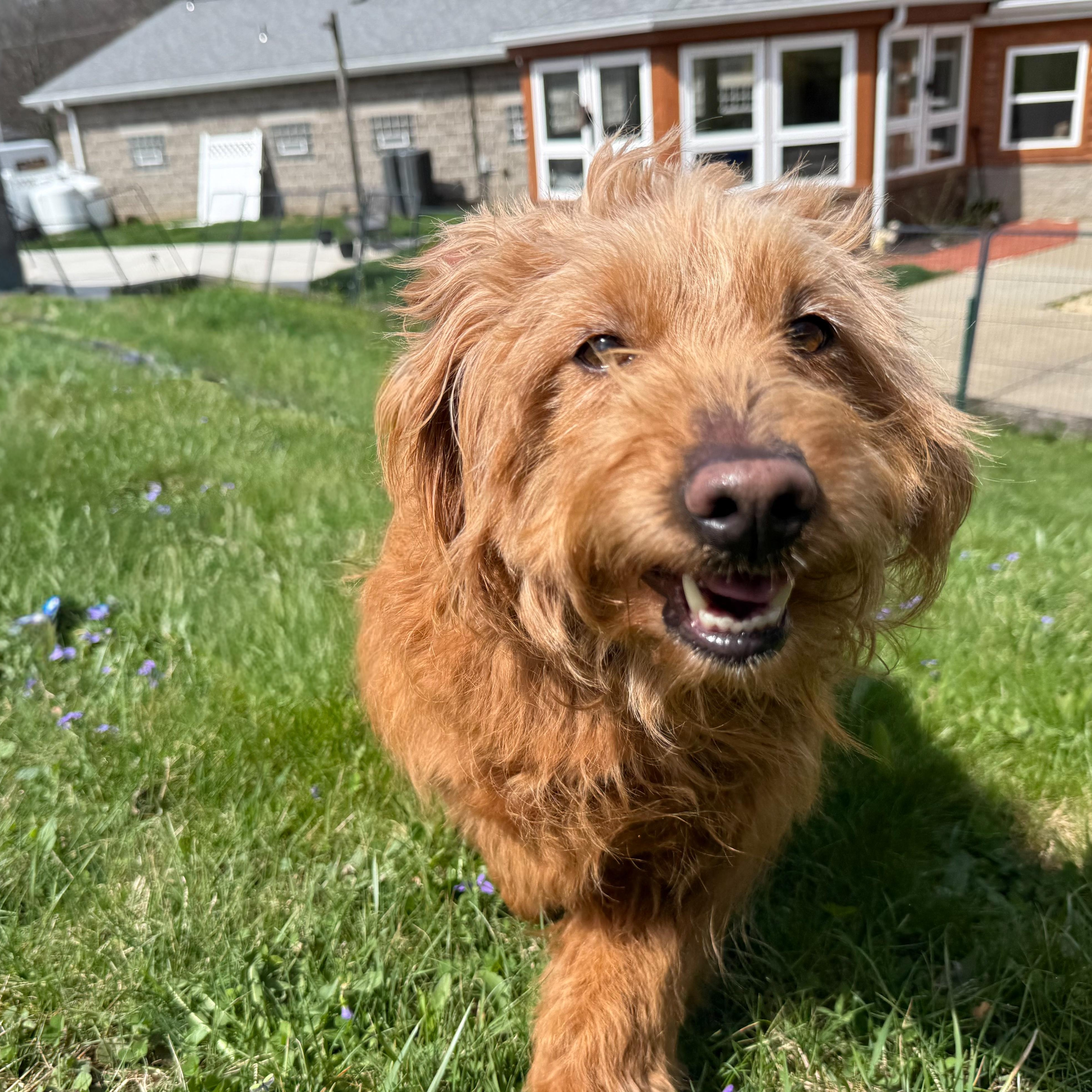 Enlarge Ester, an adopted mixed breed in Latrobe, PA image 3/4