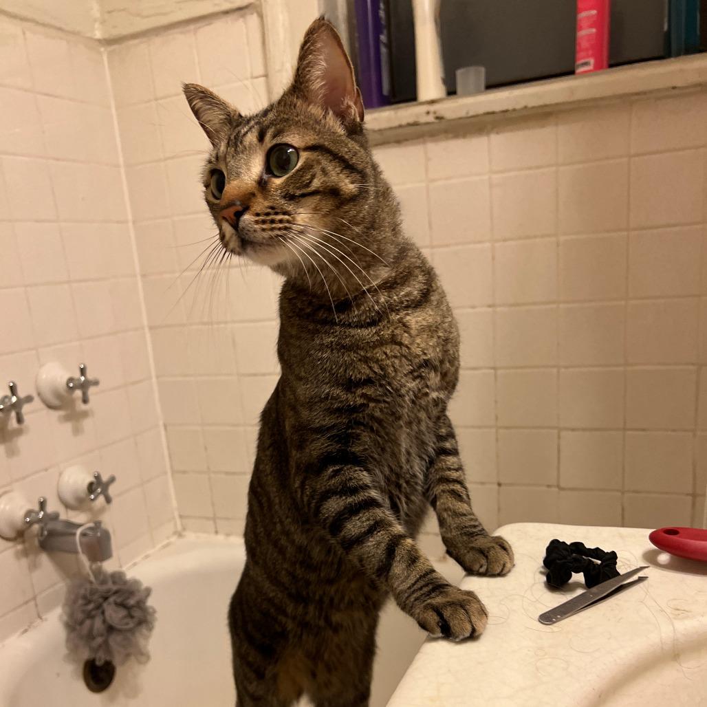 Sherman, Adoptable, Adult Male Domestic Short Hair.