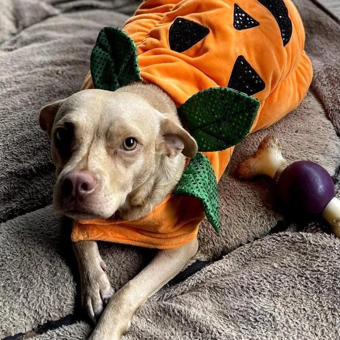 Jazmine, Adoptable, Young Female Terrier & Chihuahua.