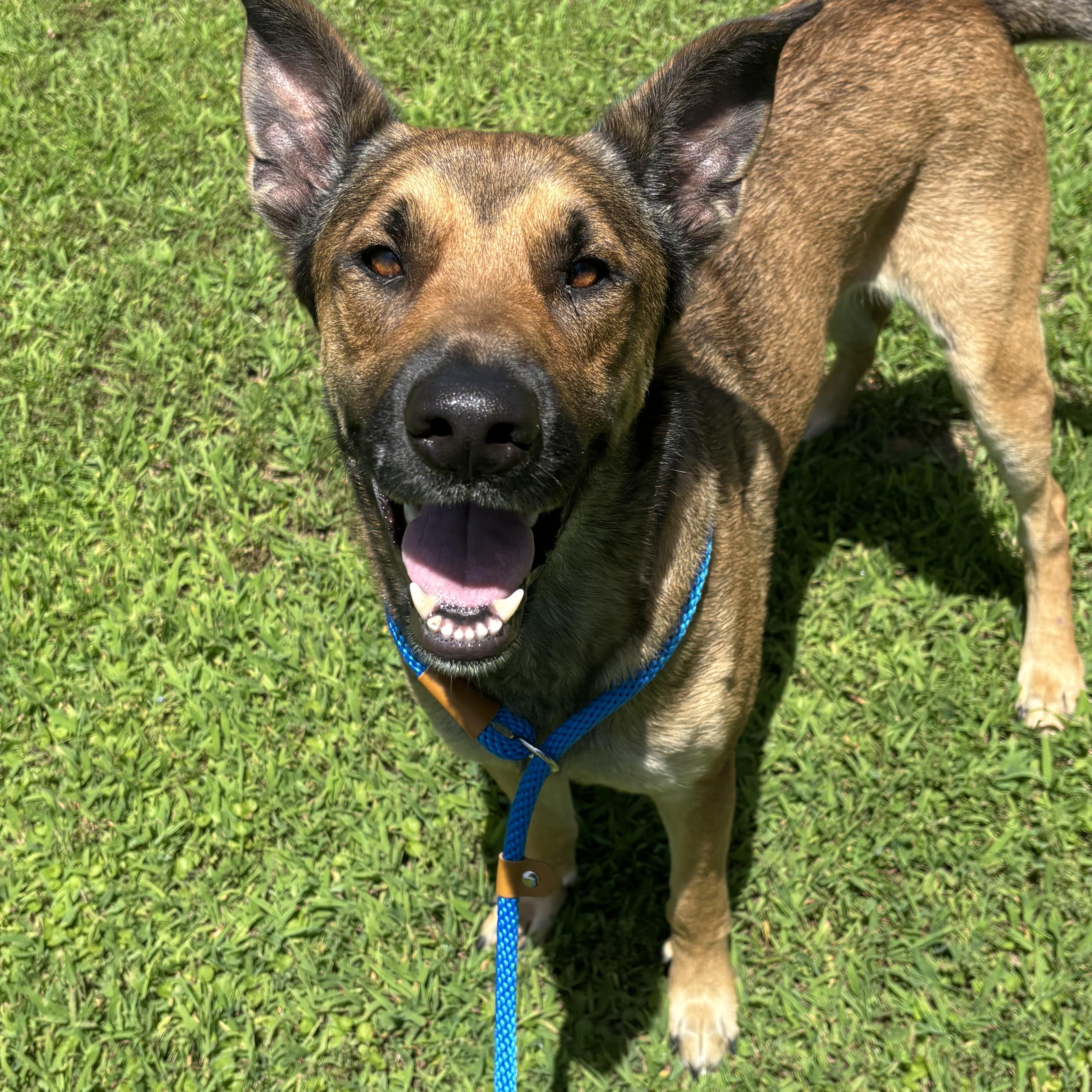 Enlarge Frank, a ADOPTABLE mixed breed in Collierville, TN image 2/4