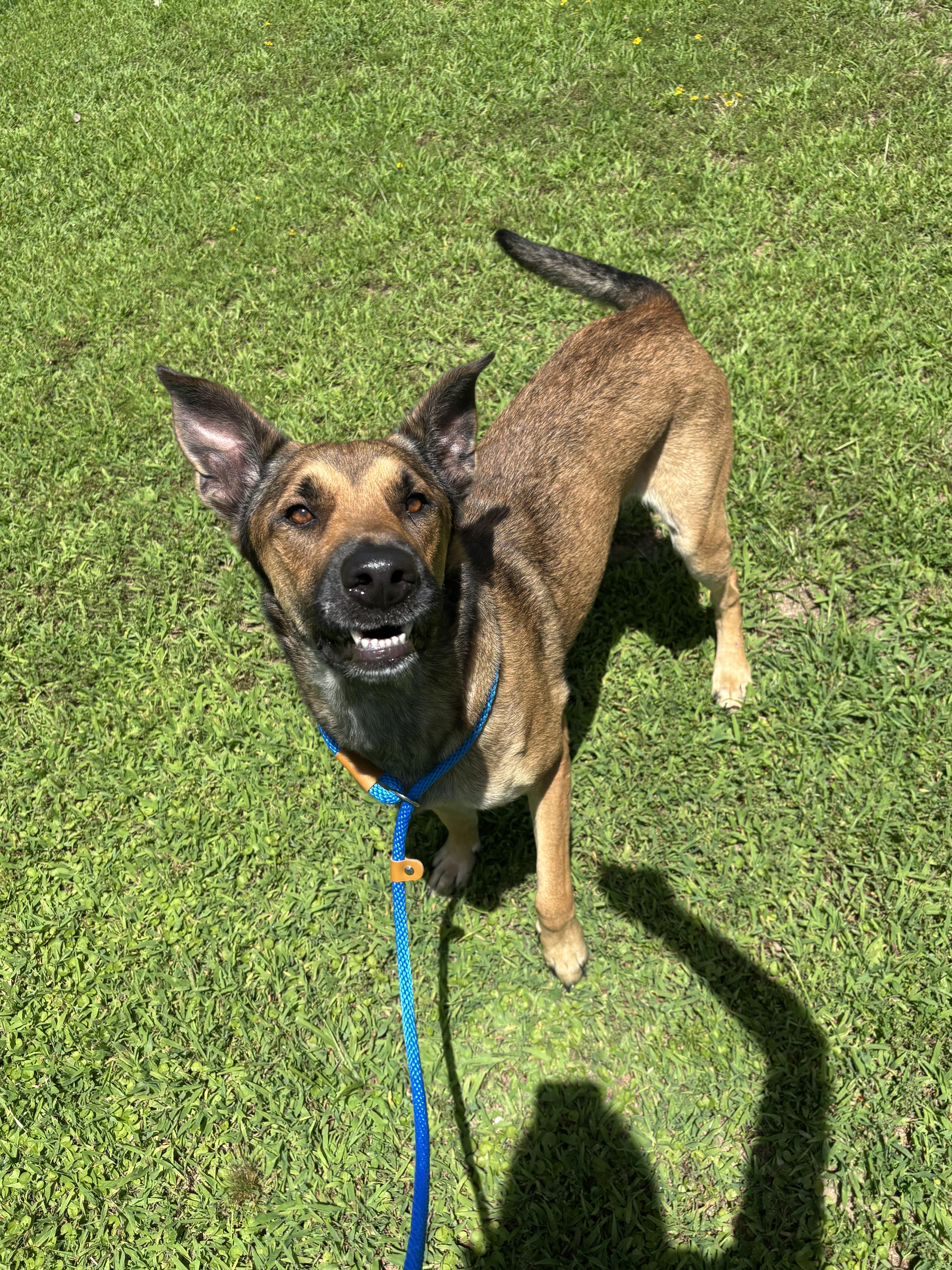 Enlarge Frank, a ADOPTABLE mixed breed in Collierville, TN image 4/4