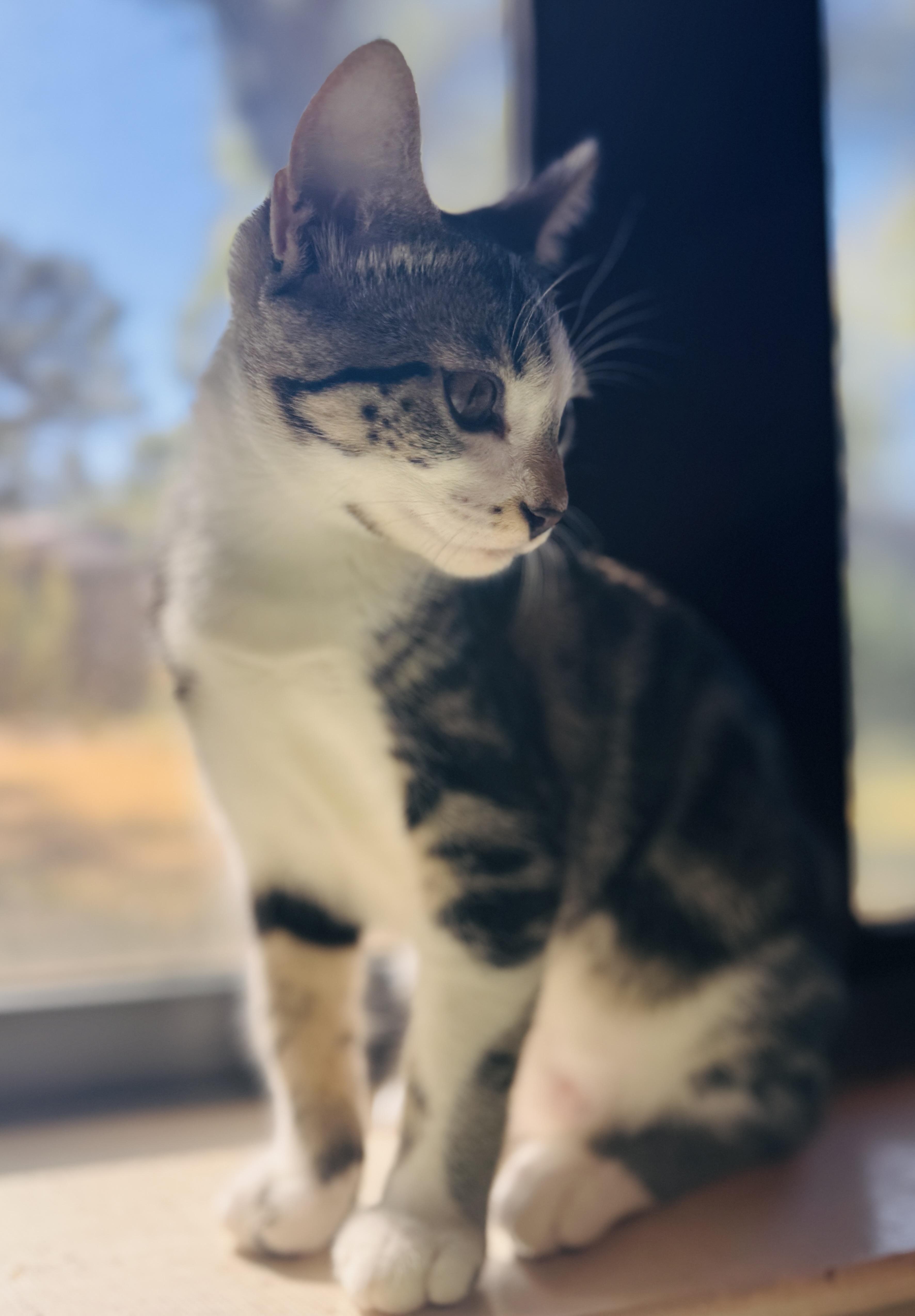 Eleven, Adoptable, Kitten Female Domestic Short Hair.