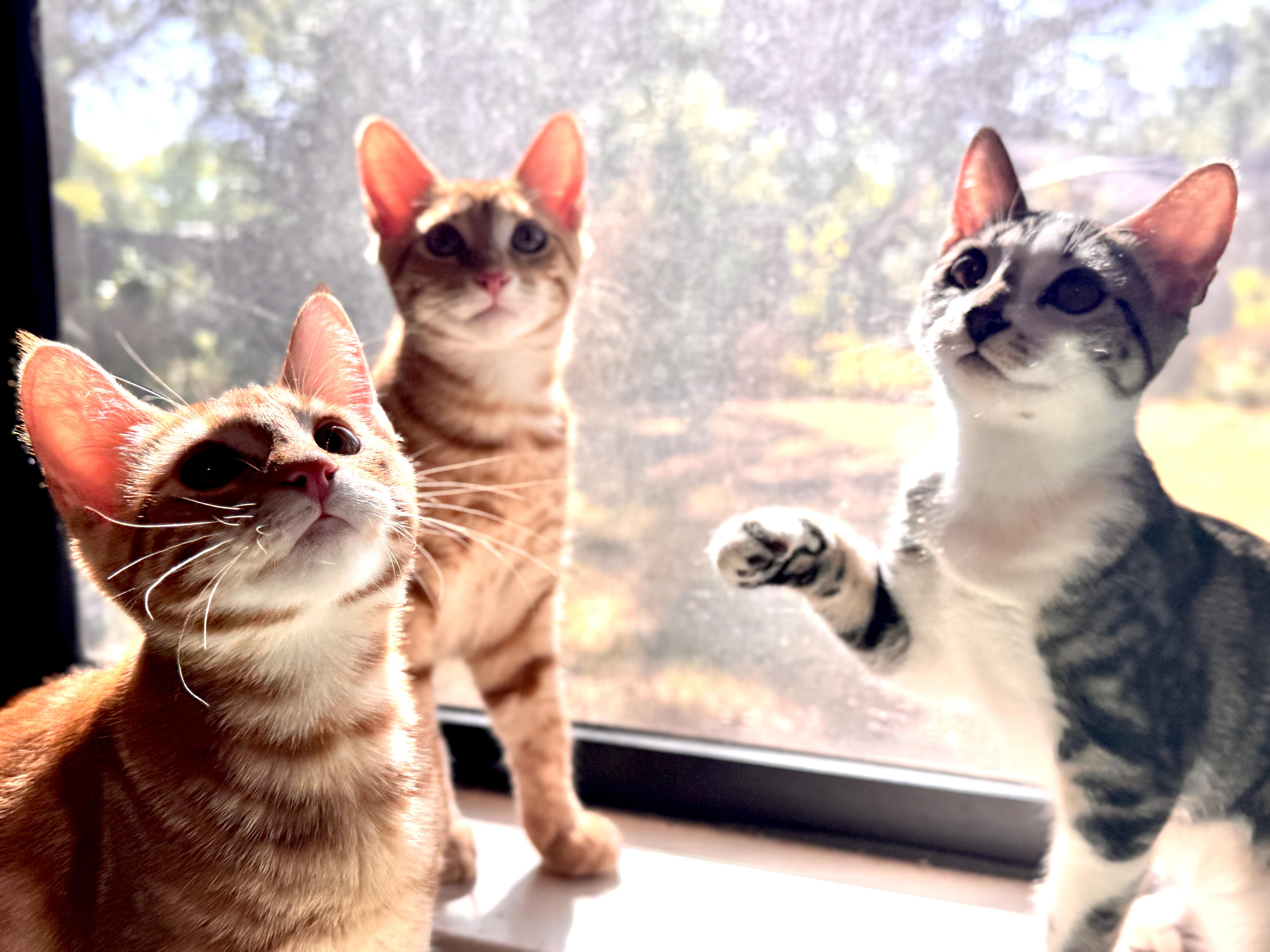 Eleven, a Adoptable Domestic Short Hair in Coppell, TX image 4/5