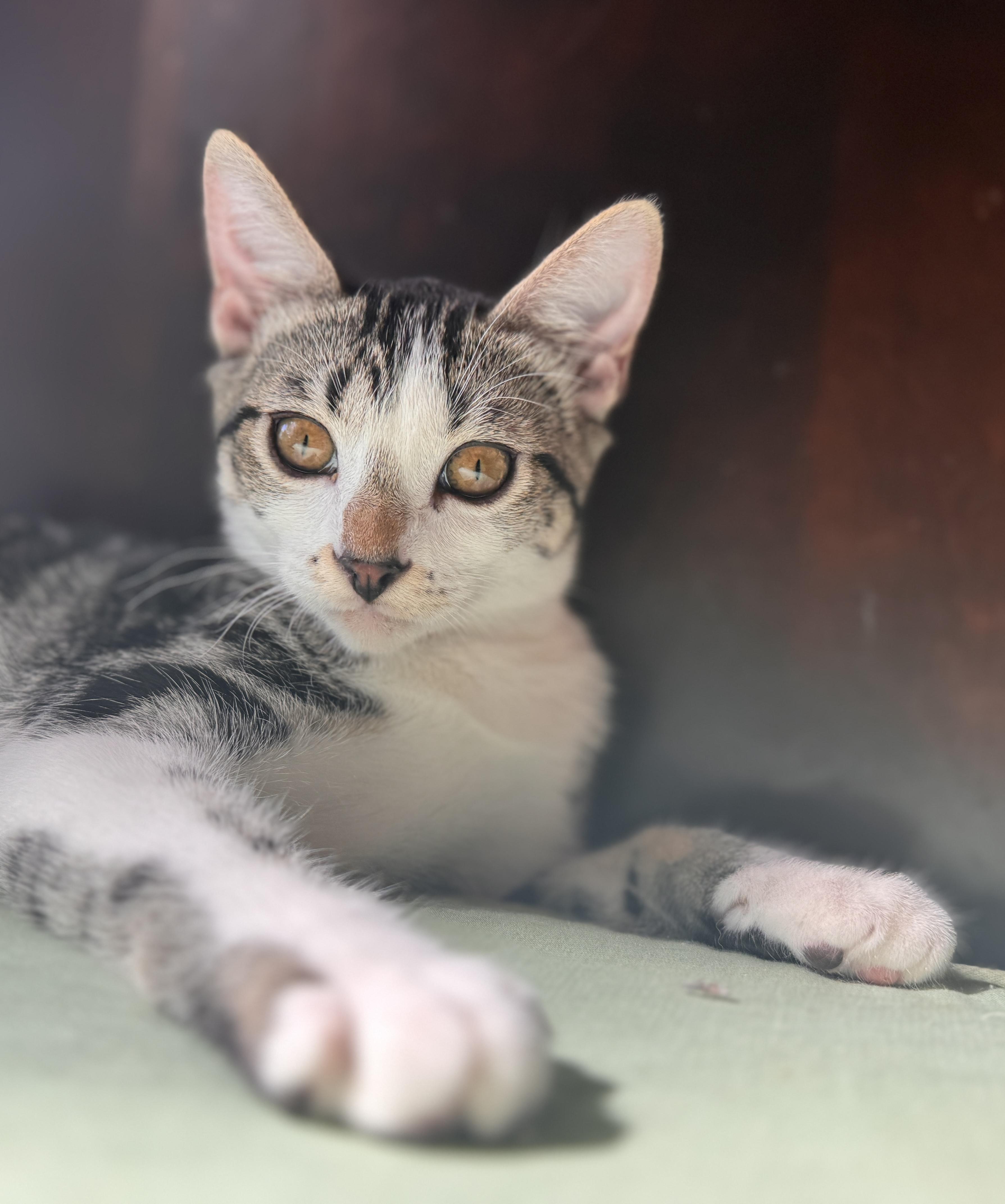 Eleven, Adoptable, Kitten Female Domestic Short Hair.