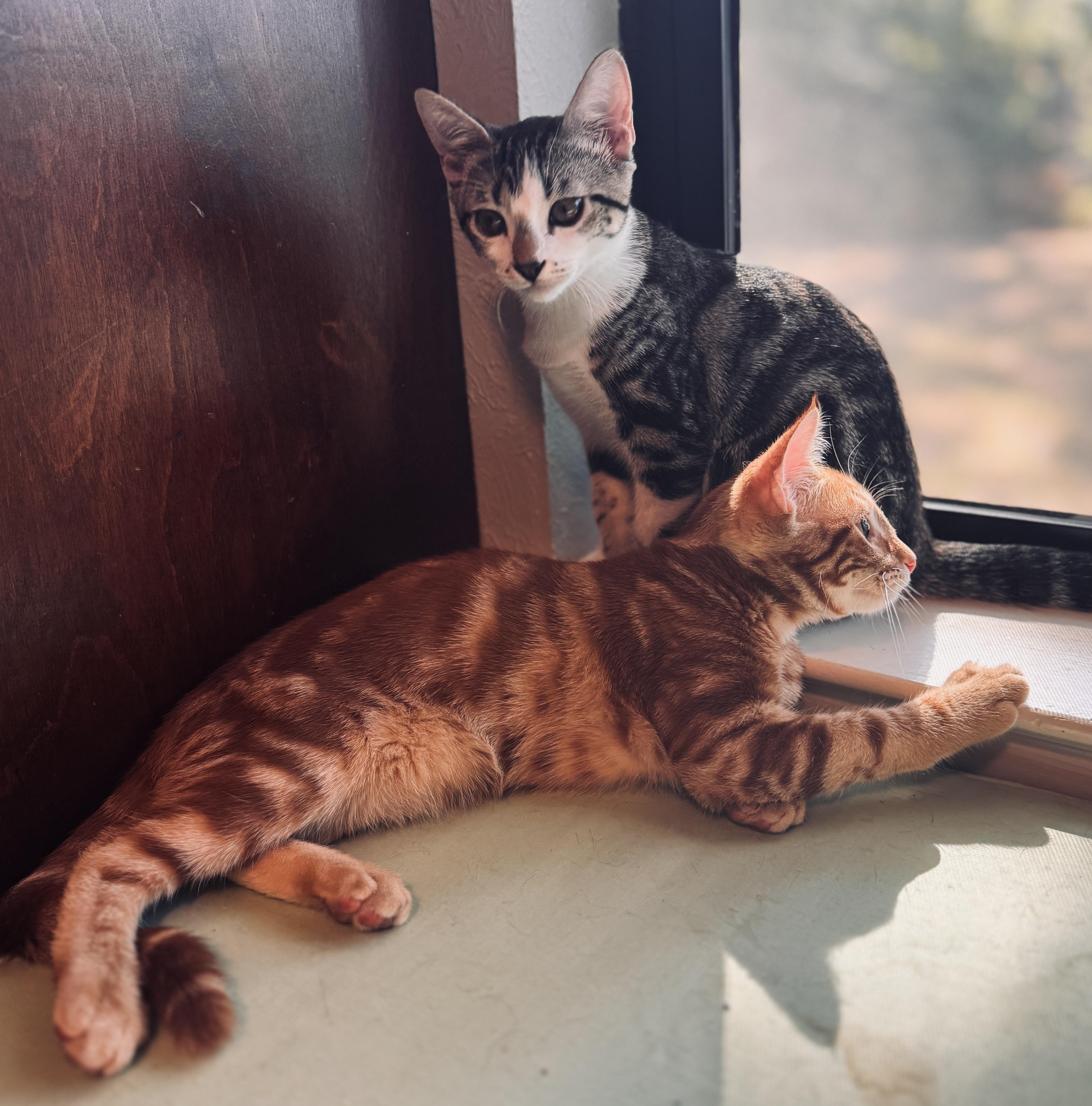 Eleven, a Adoptable Domestic Short Hair in Coppell, TX image 5/5