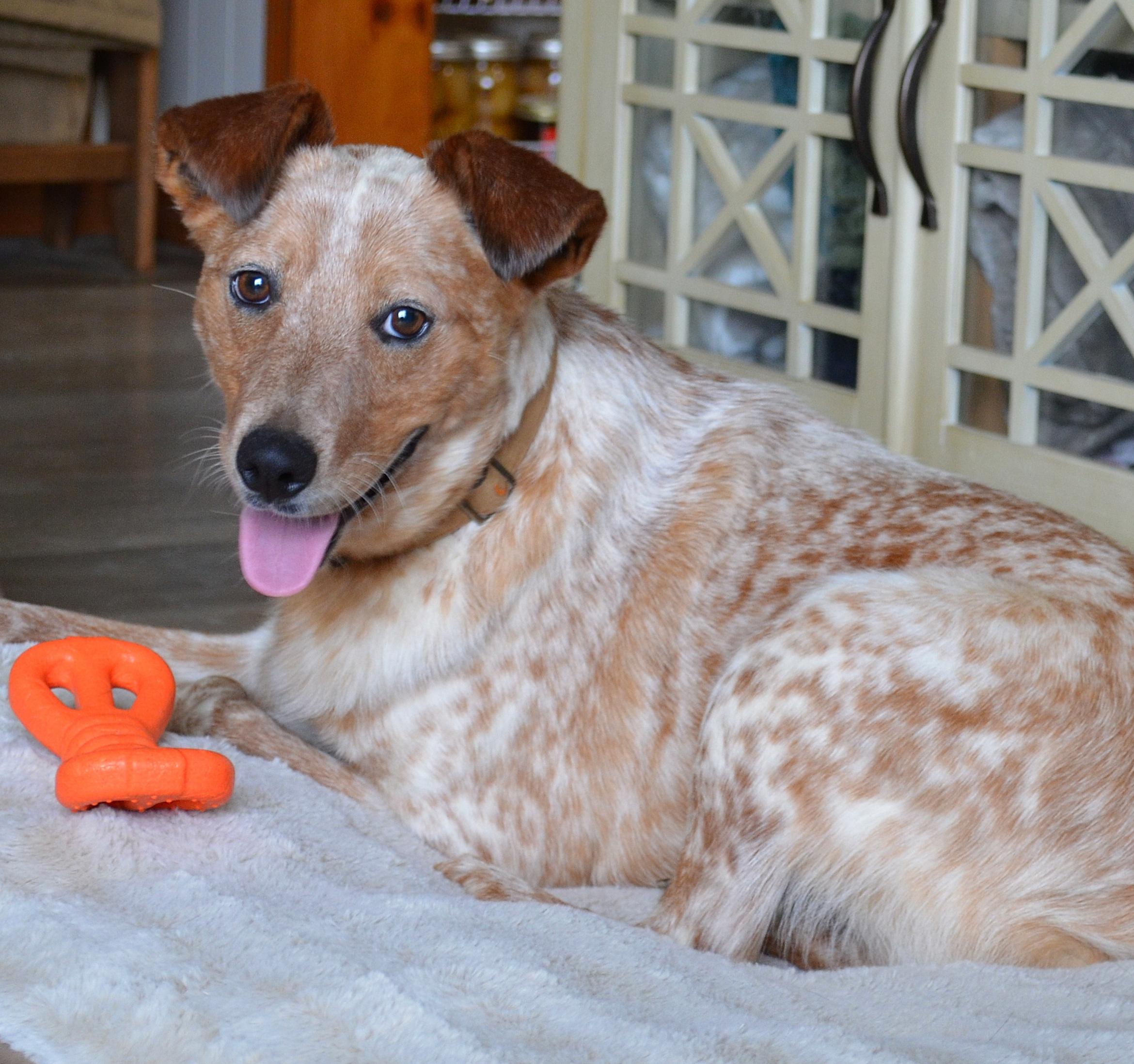 STEVIE- GORGEOUS COLORING!, ADOPTABLE, Young Male Australian Cattle Dog / Blue Heeler.