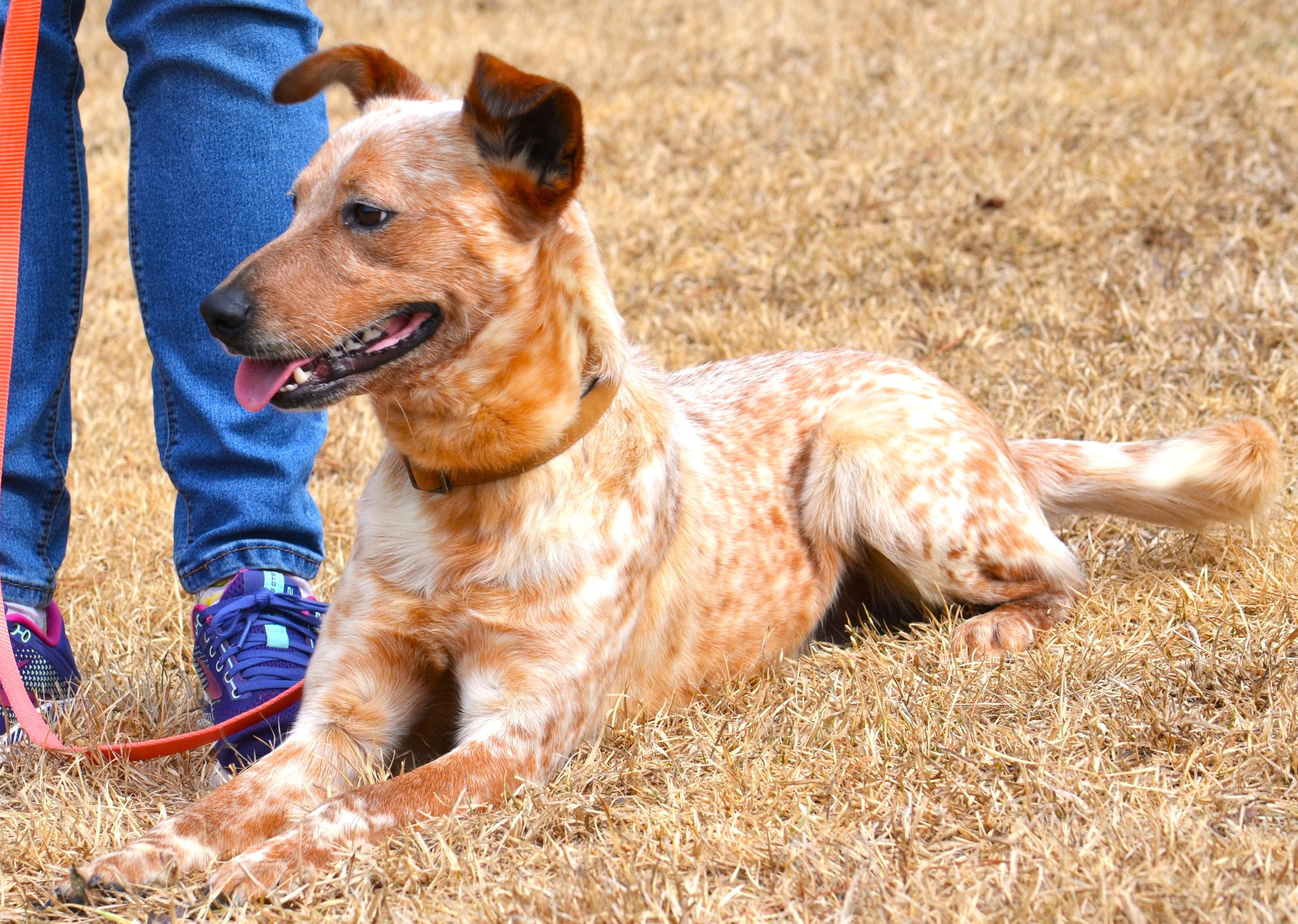 Enlarge STEVIE-- good boy!, a ADOPTABLE mixed breed in Newington, CT image 3/6