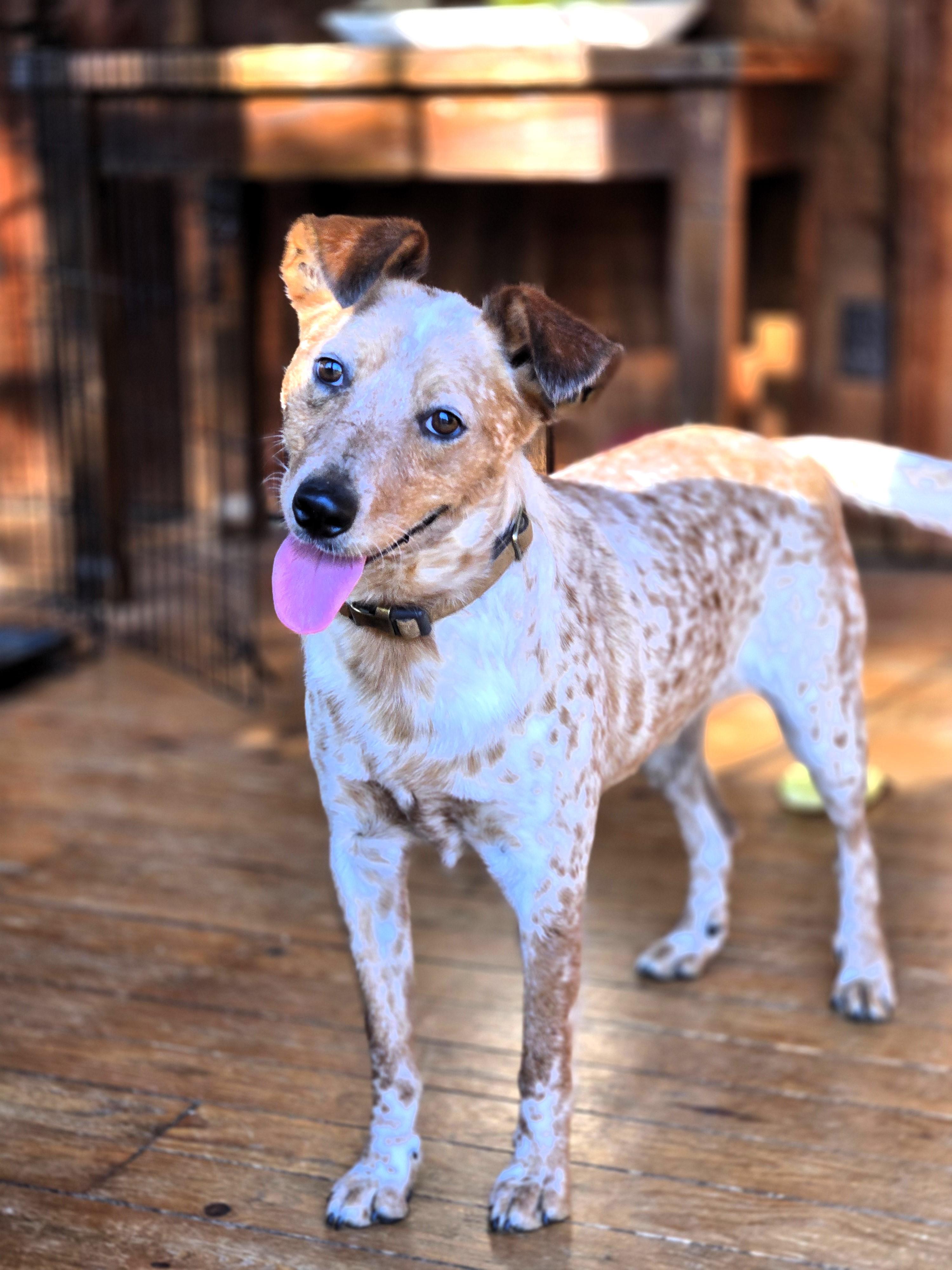 Enlarge STEVIE- GORGEOUS COLORING!, a ADOPTABLE mixed breed in Newington, CT image 1/6