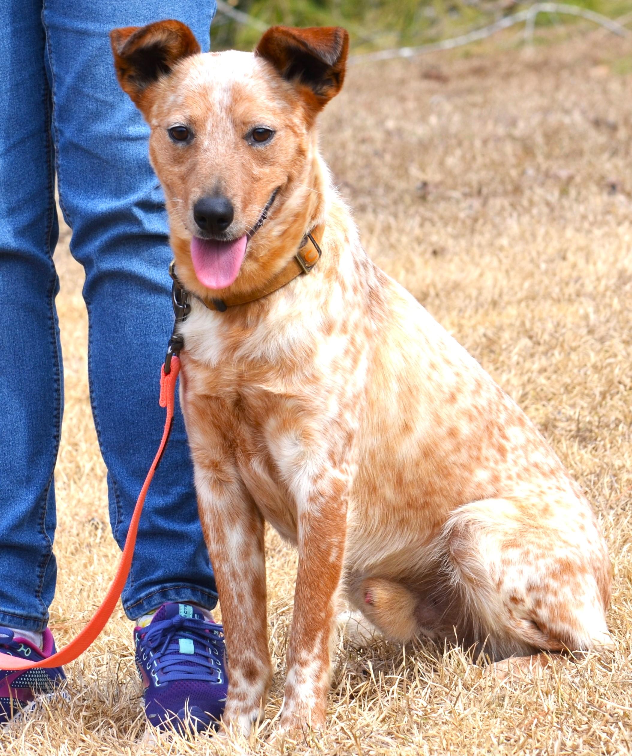 Enlarge STEVIE-- good boy!, a ADOPTABLE mixed breed in Newington, CT image 1/6