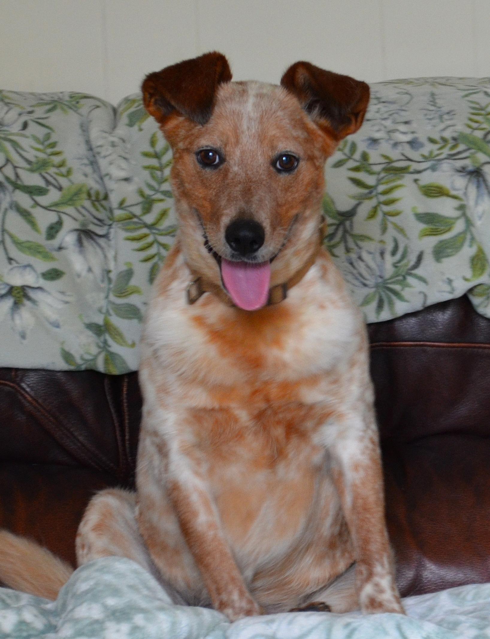 Enlarge STEVIE- GORGEOUS COLORING!, a ADOPTABLE mixed breed in Newington, CT image 6/6