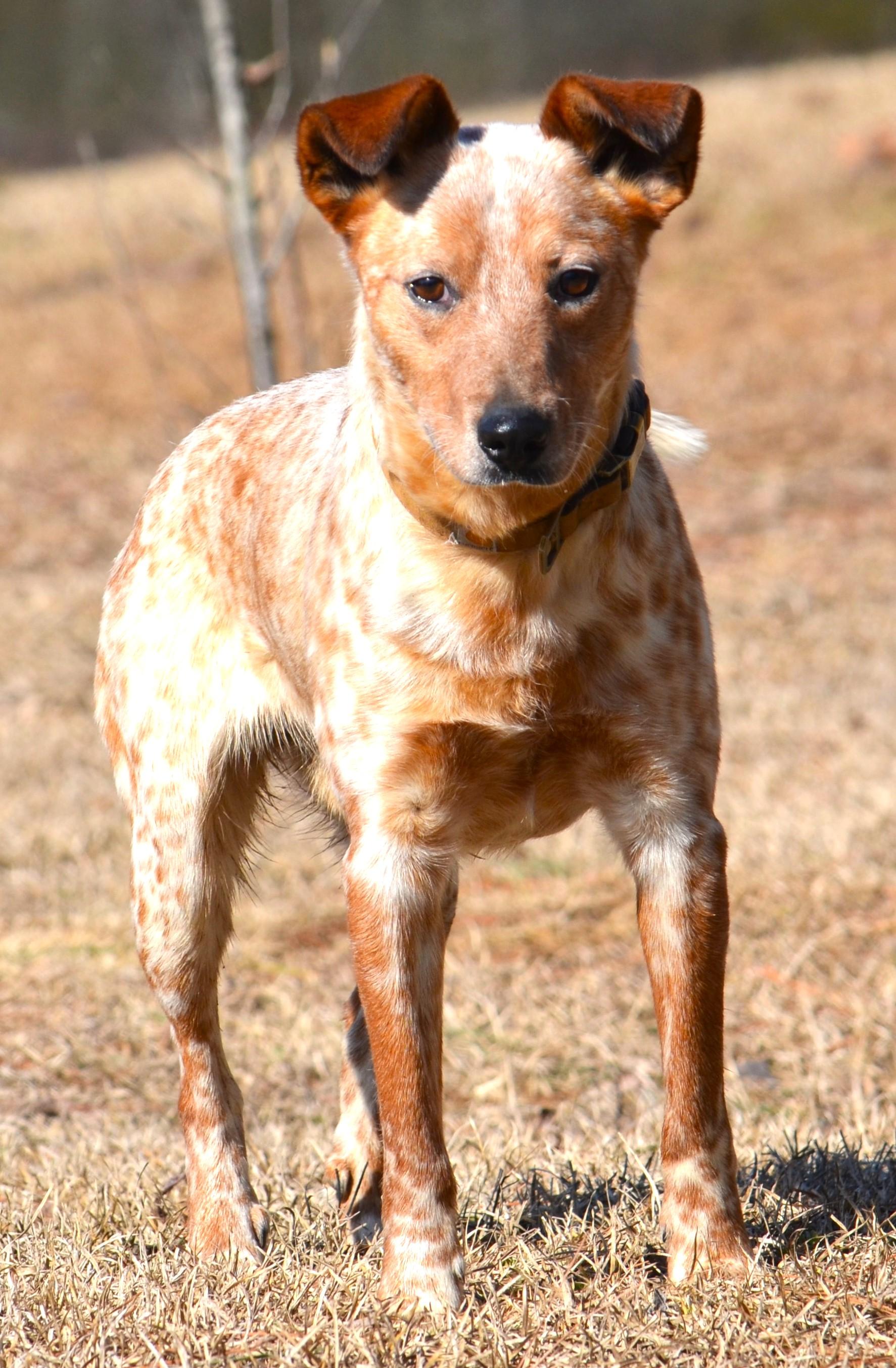 Enlarge STEVIE-- good boy!, a ADOPTABLE mixed breed in Newington, CT image 5/6