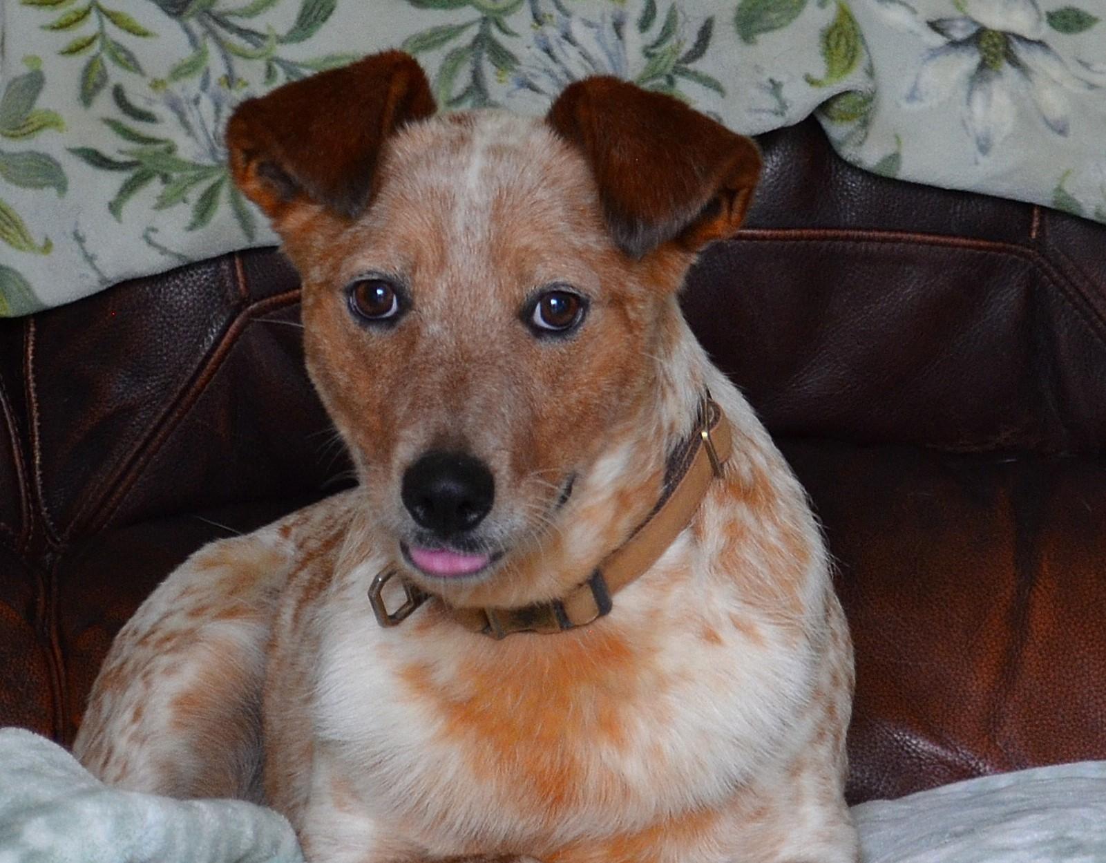 Enlarge STEVIE- GORGEOUS COLORING!, a ADOPTABLE mixed breed in Newington, CT image 2/6