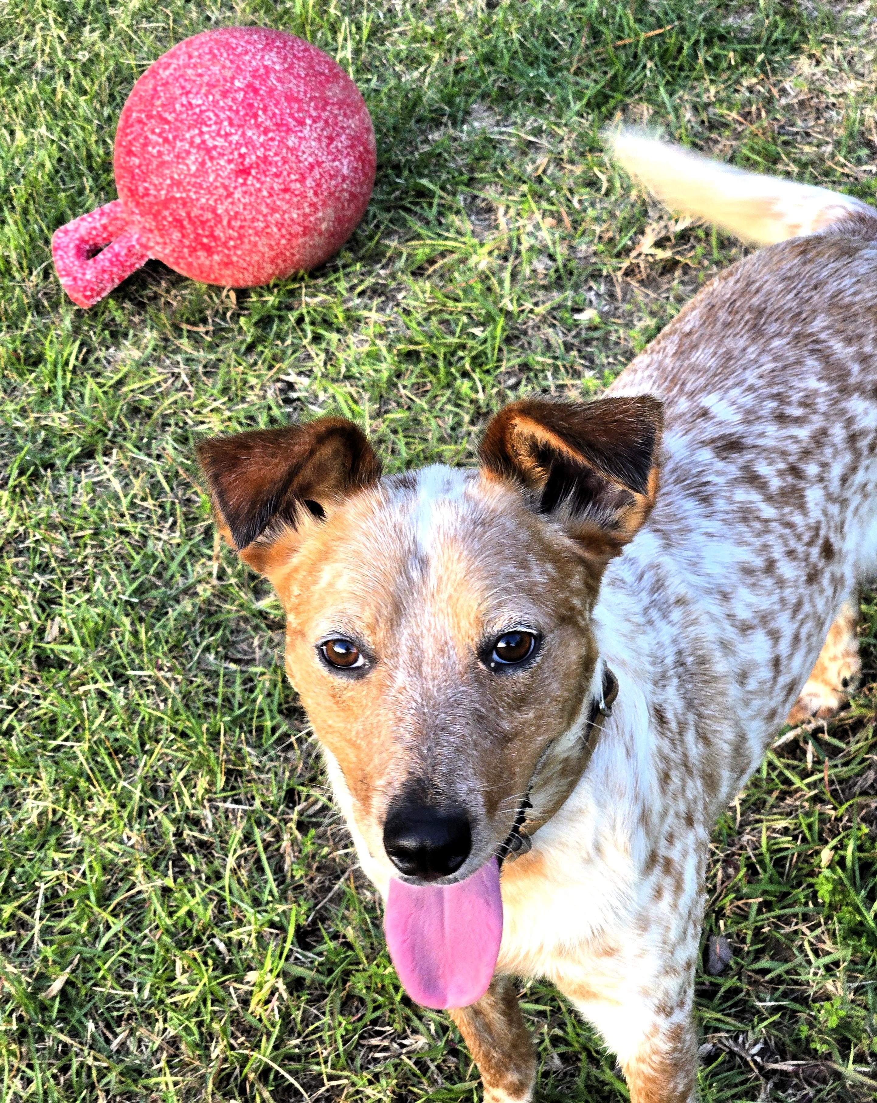 Enlarge STEVIE- GORGEOUS COLORING!, a ADOPTABLE mixed breed in Newington, CT image 2/6