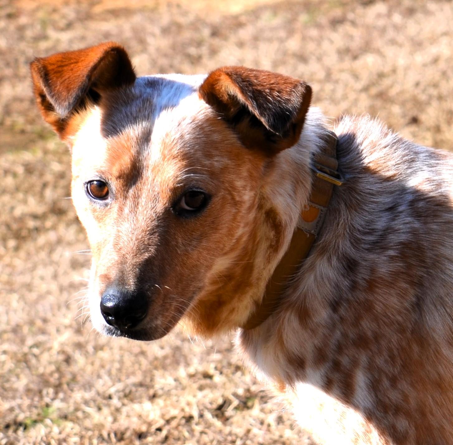 Enlarge STEVIE-- good boy!, a ADOPTABLE mixed breed in Newington, CT image 6/6