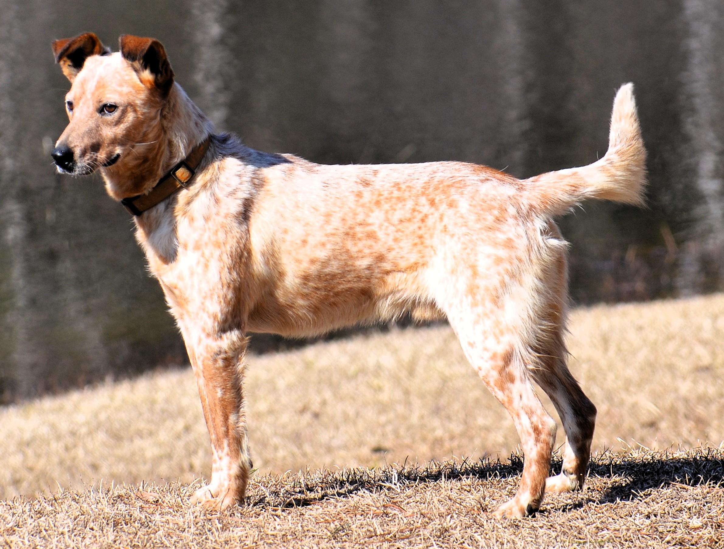 Enlarge STEVIE-- good boy!, a ADOPTABLE mixed breed in Newington, CT image 2/6