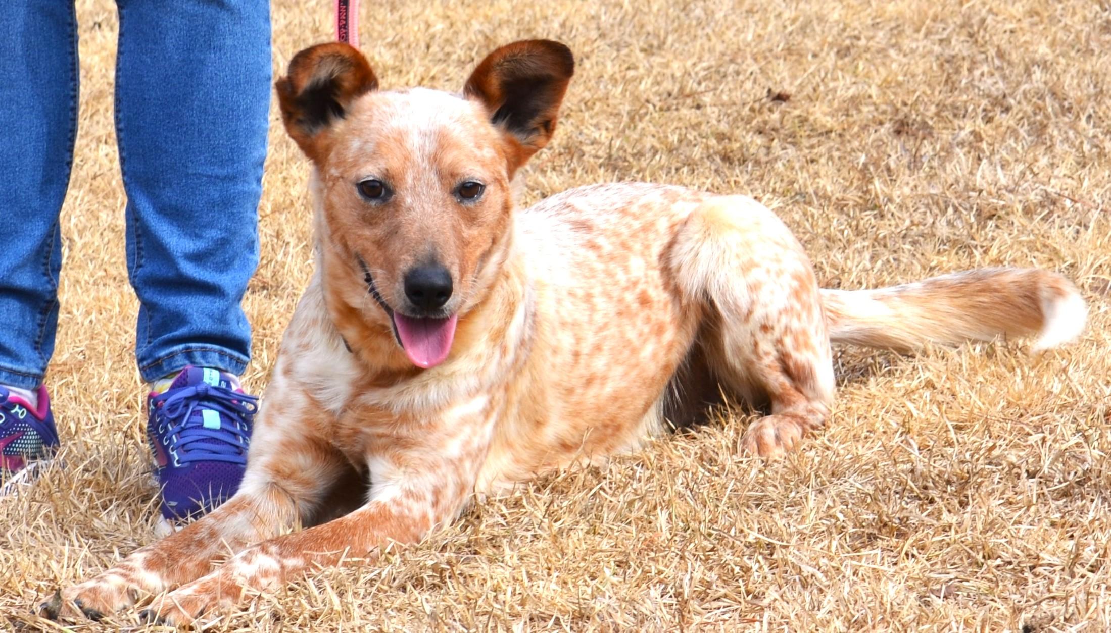 Enlarge STEVIE-- good boy!, a ADOPTABLE mixed breed in Newington, CT image 4/6