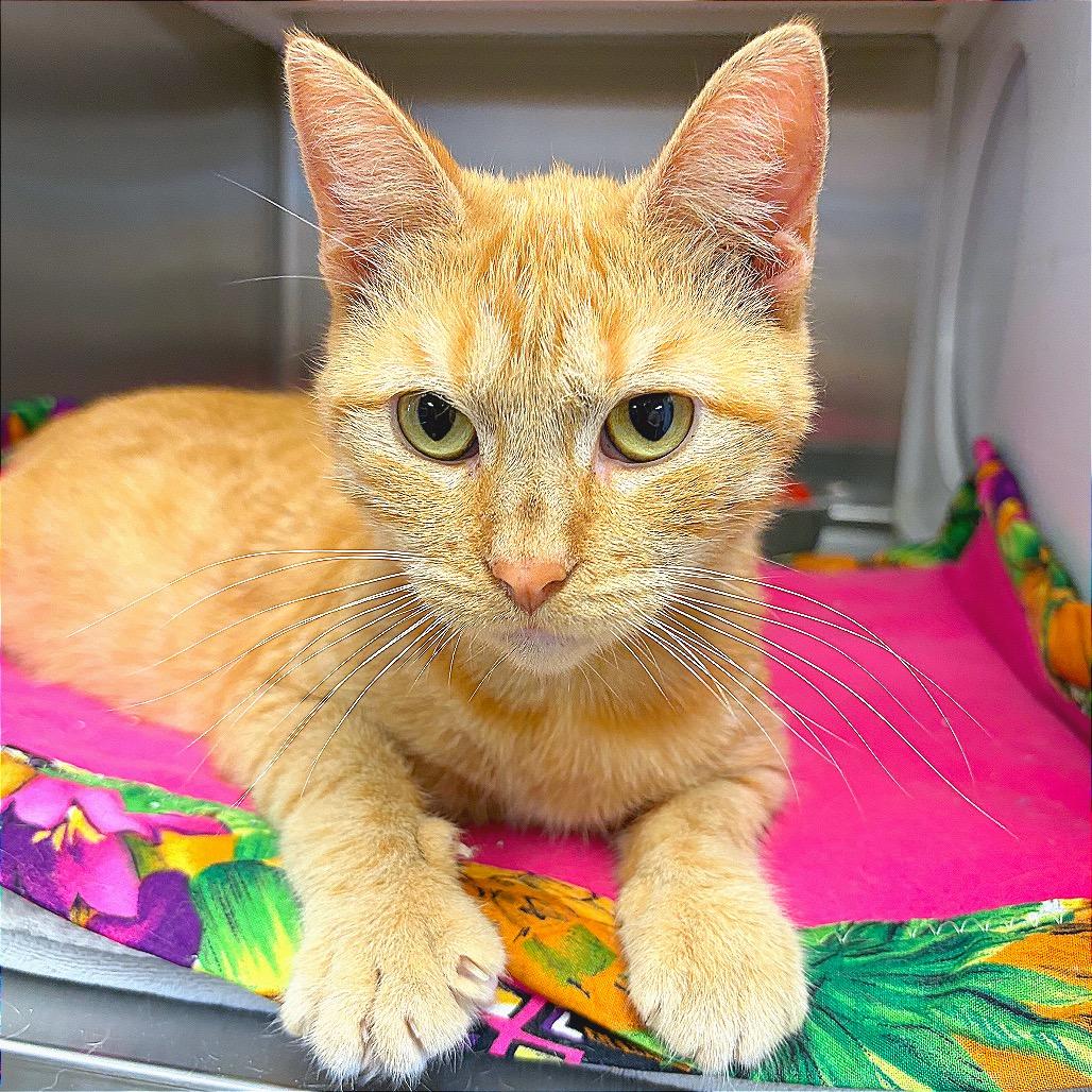 Dizzy, Adoptable, Young Female Domestic Short Hair.