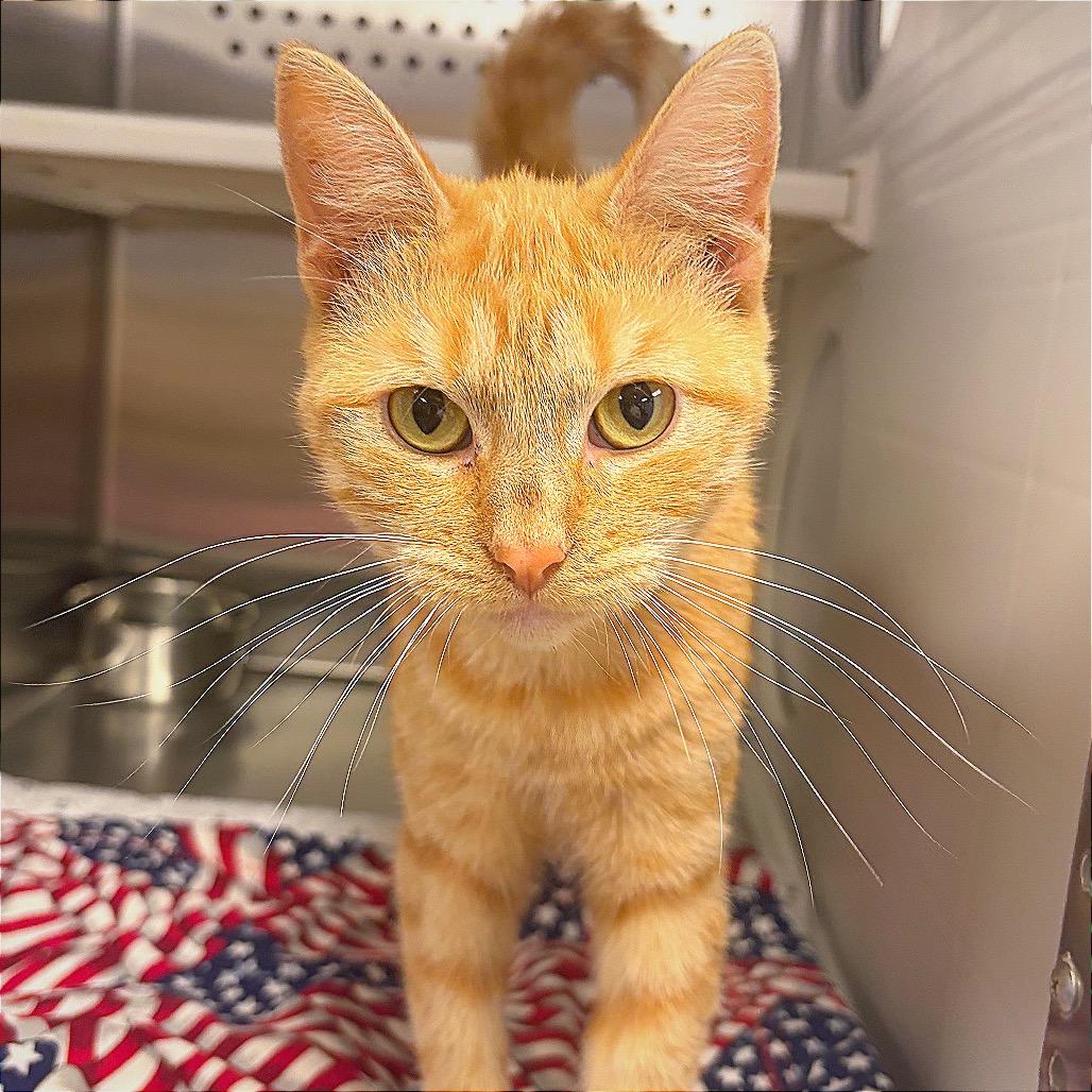 Dizzy, Adoptable, Young Female Domestic Short Hair.