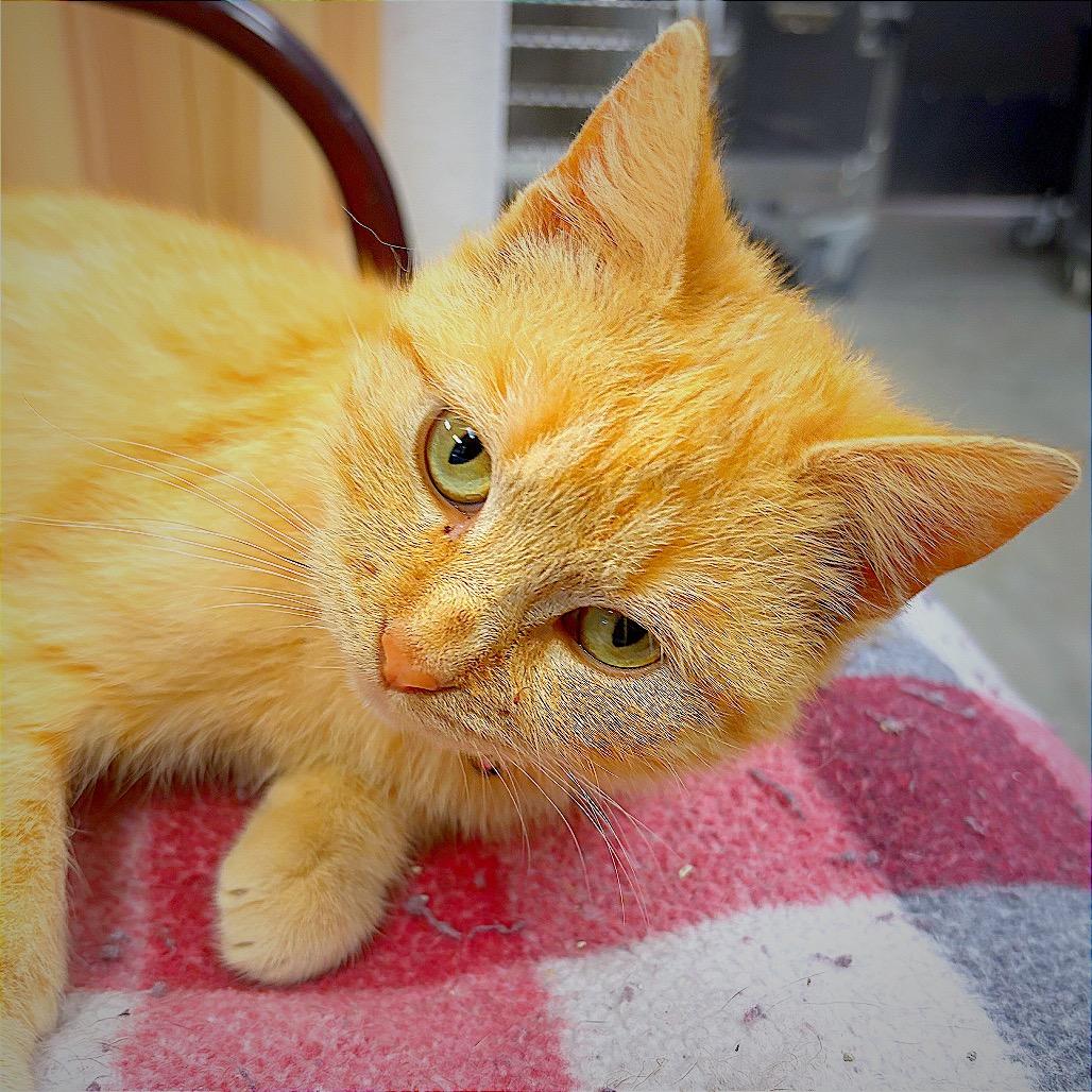 Enlarge Dizzy, a Adoptable Domestic Short Hair in Hannibal, MO image 1/3