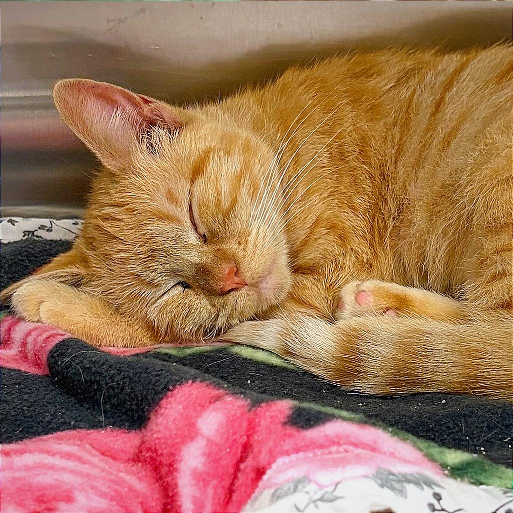 Dizzy, a Adoptable Domestic Short Hair in Hannibal, MO image 3/5