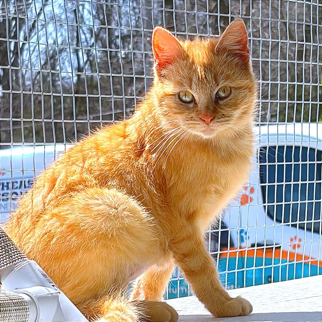 Enlarge Dizzy, a Adoptable Domestic Short Hair in Hannibal, MO image 3/3