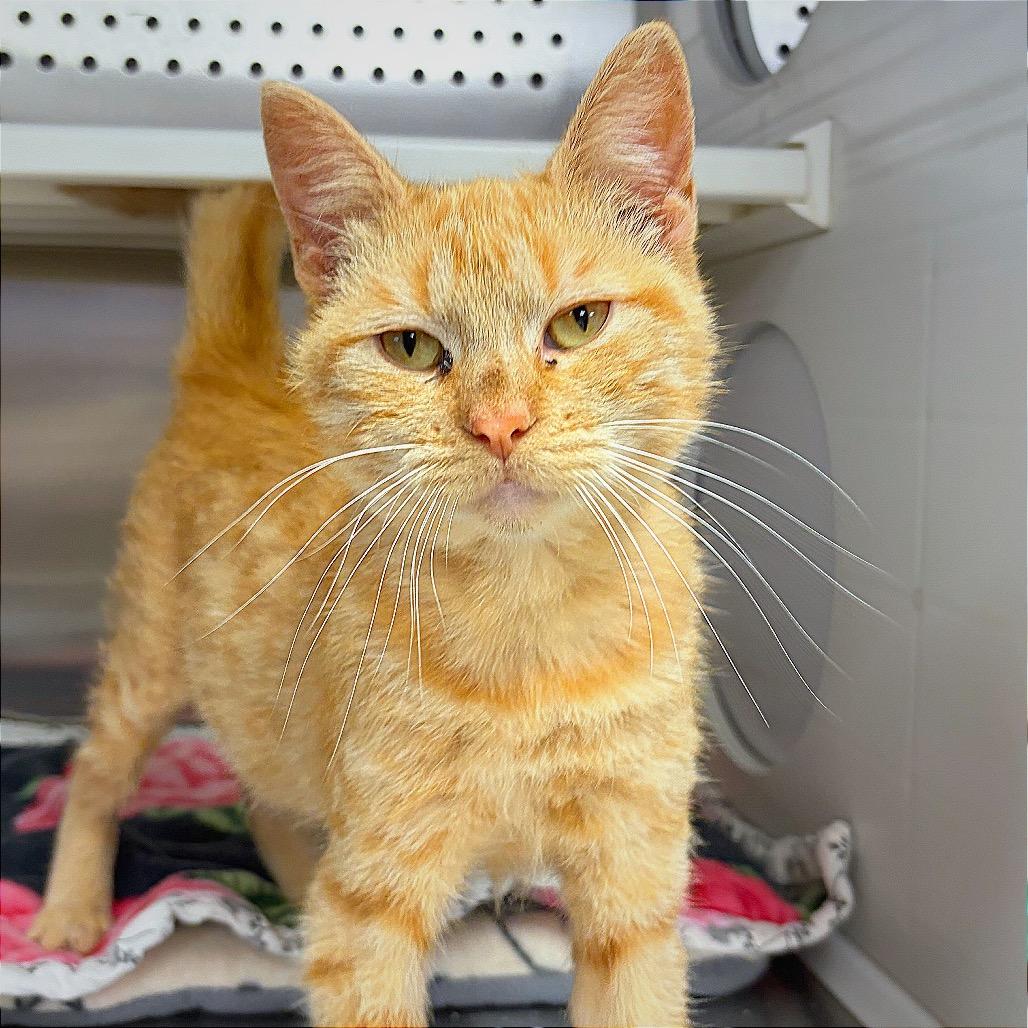 Dizzy, a Adoptable Domestic Short Hair in Hannibal, MO image 5/5