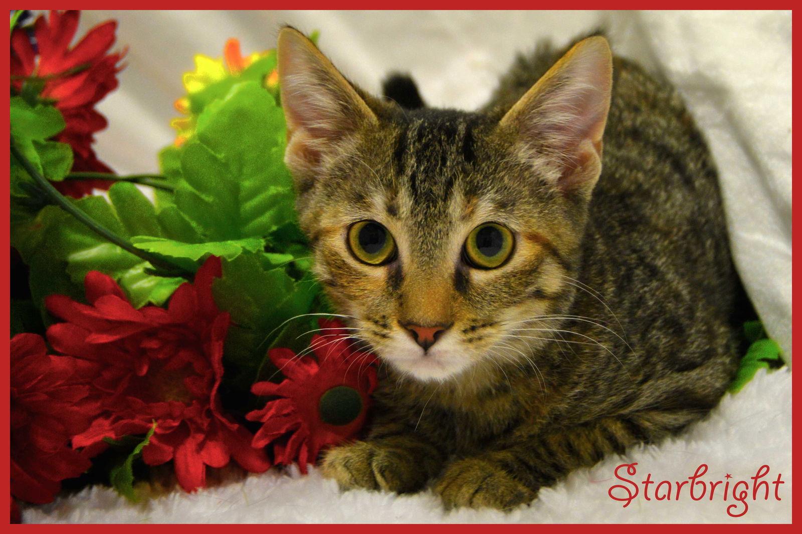 Sugar 8.20.14, Adoptable, Senior Female Tabby & Domestic Short Hair.