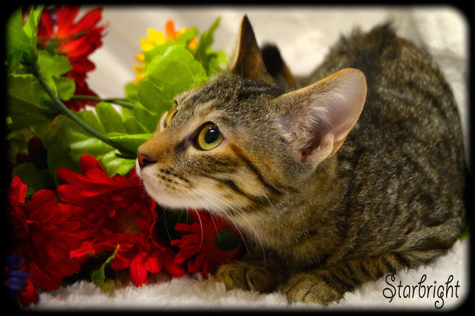 Enlarge Sugar 8.20.14, a Adoptable mixed breed in Apopka, FL image 2/2