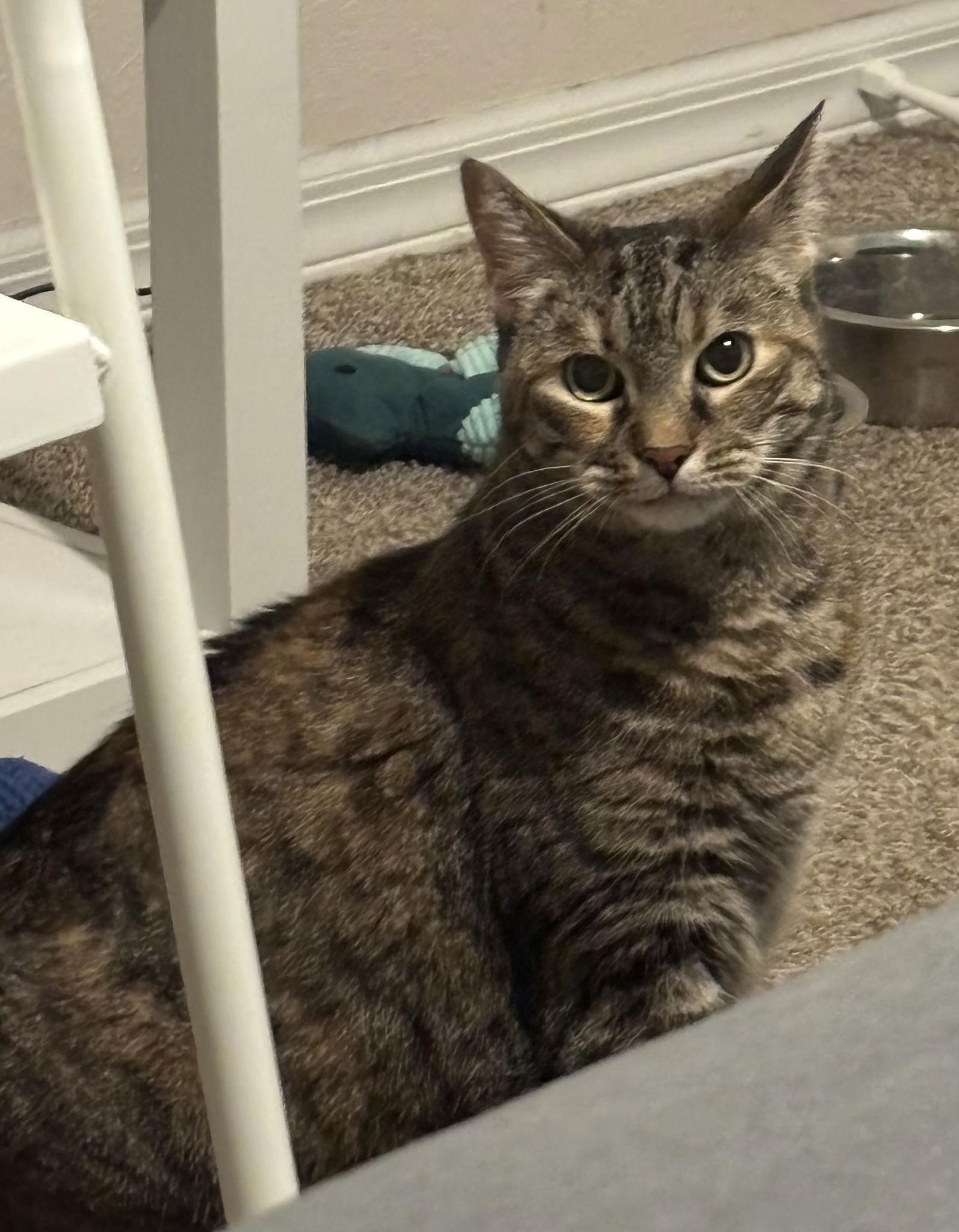 Enlarge Sugar 8.20.14, a Adoptable mixed breed in Apopka, FL image 1/3