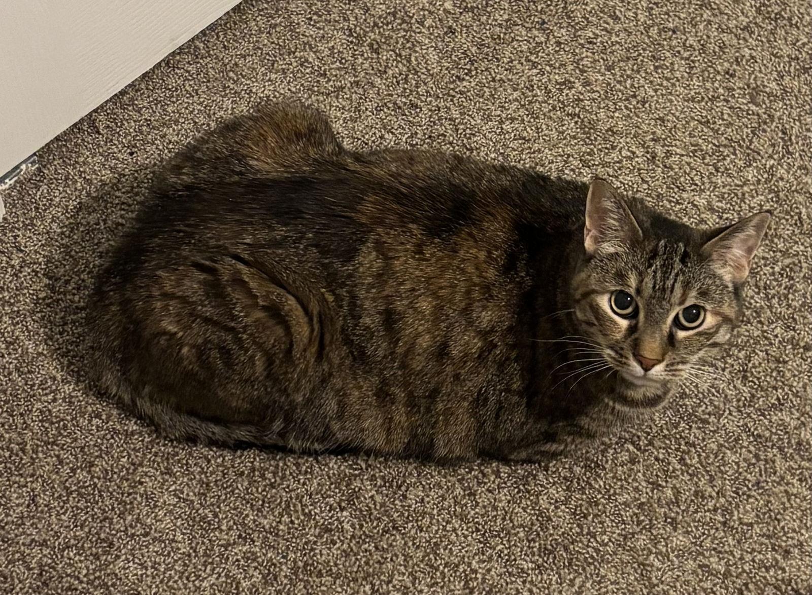 Enlarge Sugar 8.20.14, a Adoptable mixed breed in Apopka, FL image 3/3