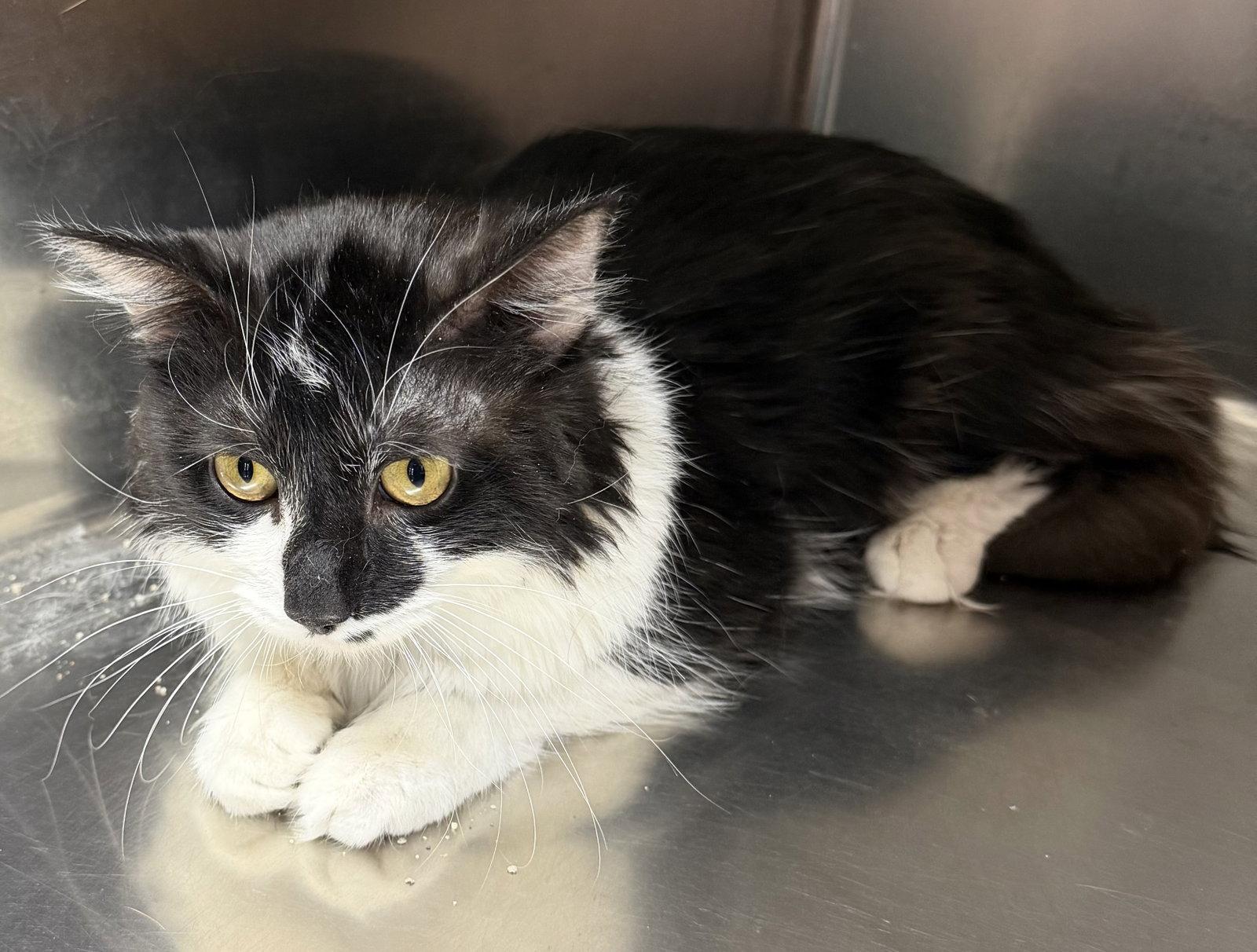 Binky, Adopted, Adult Male Domestic Long Hair.