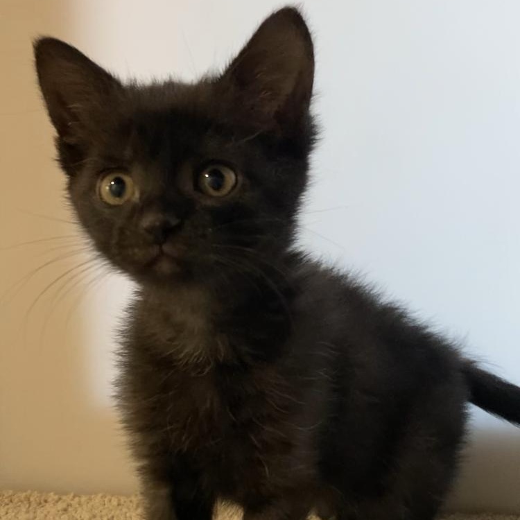Sapphire, ADOPTABLE, Kitten Female Domestic Short Hair.