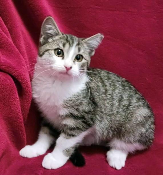 Enlarge *Daizy*, a ADOPTABLE mixed breed in Sanford, FL image 1/6