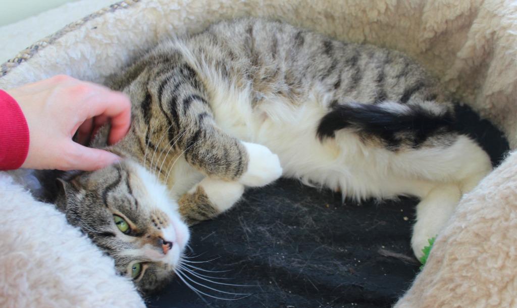 Vincent, a Adoptable mixed breed in Saint James, MN image 2/5