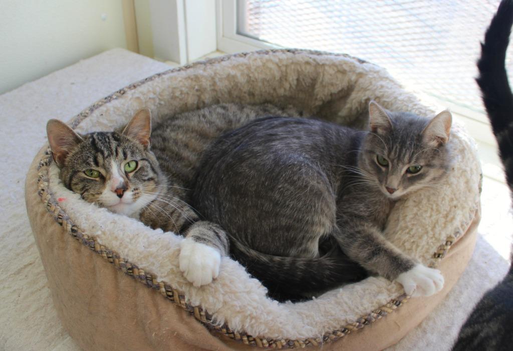 Vincent, Adoptable, Young Male Domestic Short Hair.