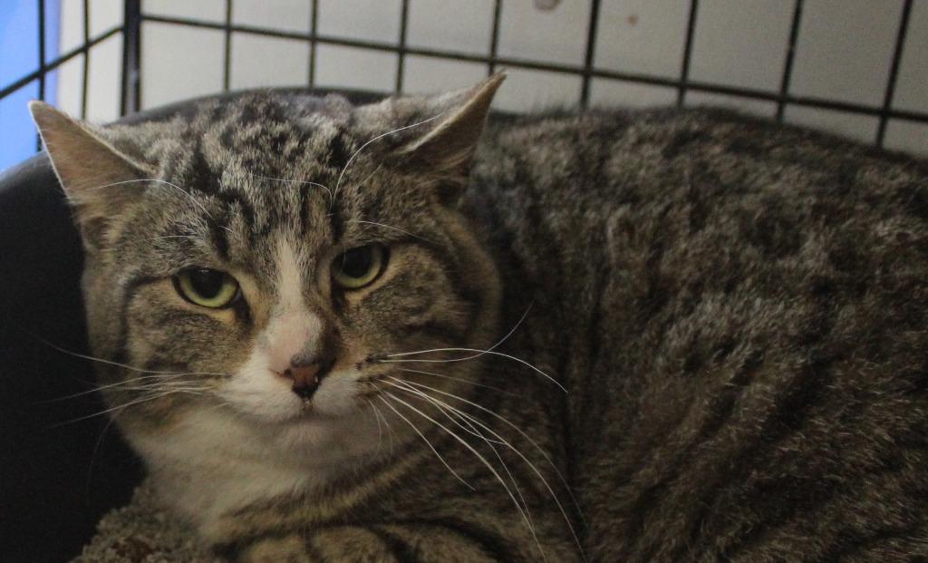 Vincent, Adoptable, Young Male Domestic Short Hair.