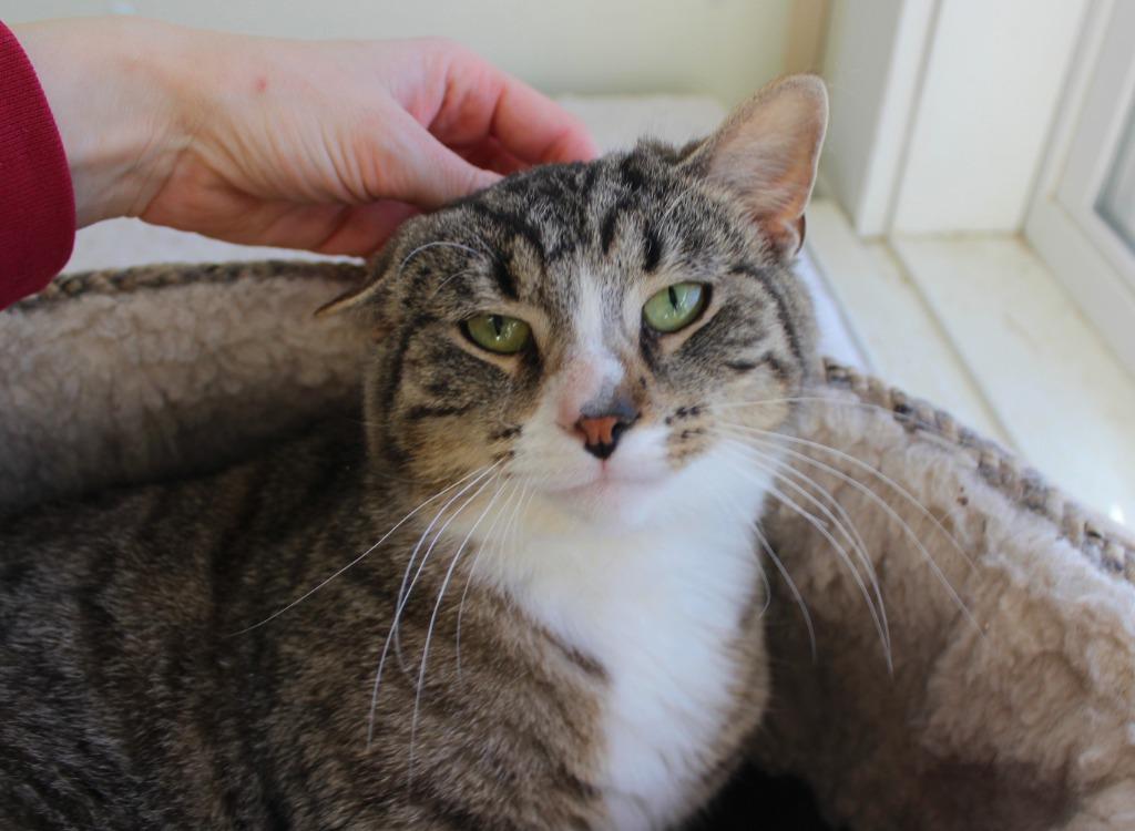 Vincent, a Adoptable mixed breed in Saint James, MN image 3/5