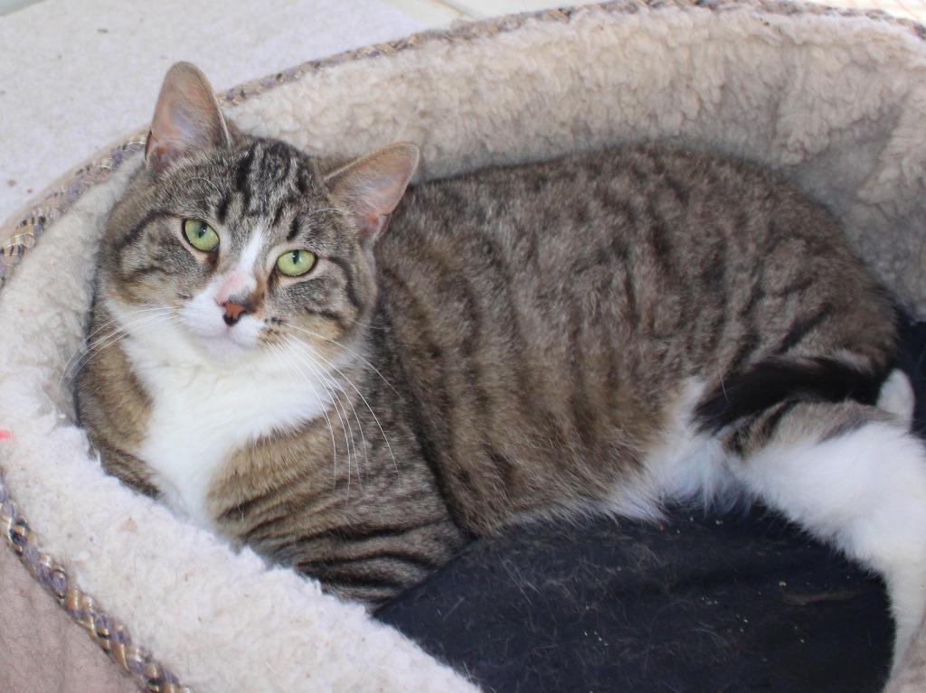 Vincent, a Adoptable mixed breed in Saint James, MN image 5/5