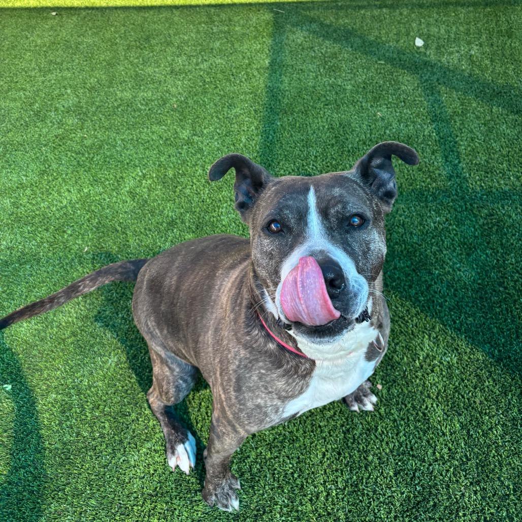 Enlarge Tinsel A2062730, a Adoptable Mixed Breed in Mission Hills, CA image 4/6