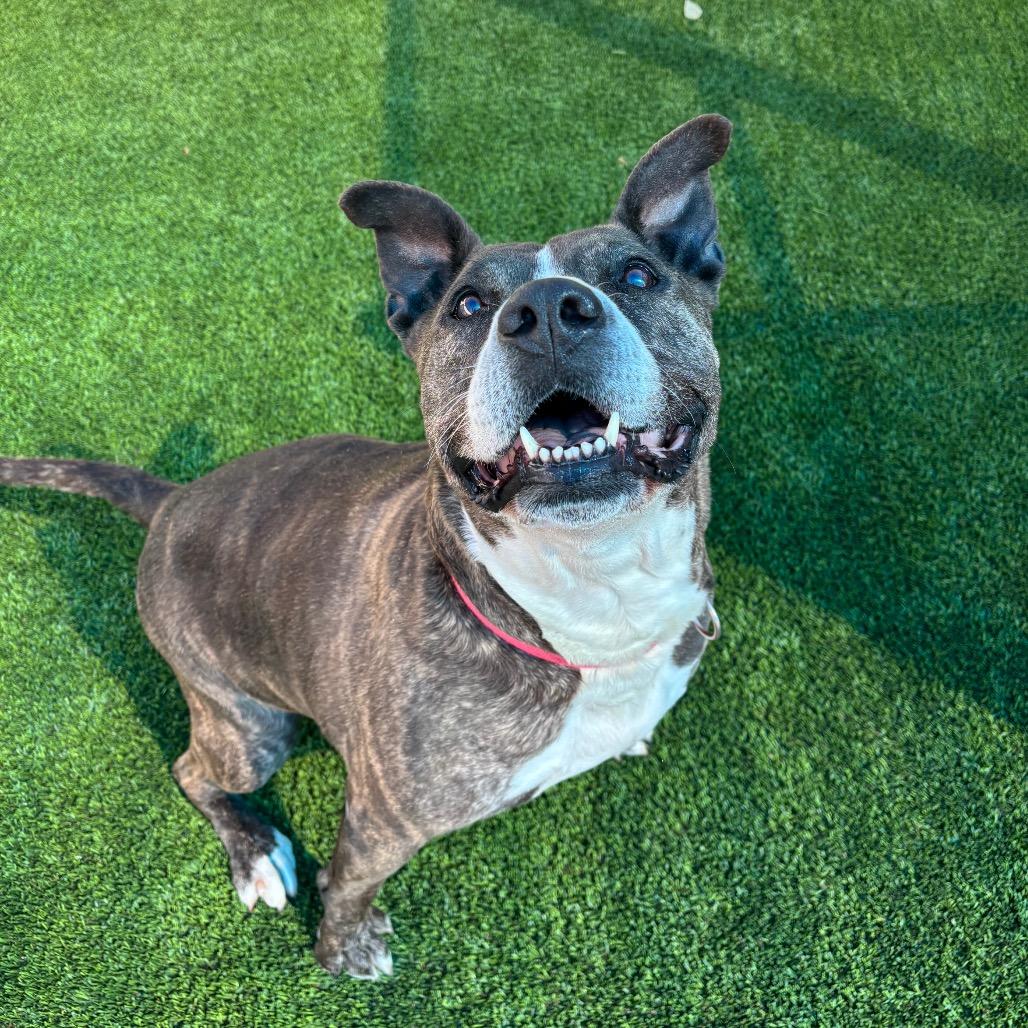 Enlarge Tinsel A2062730, a Adoptable Mixed Breed in Mission Hills, CA image 5/6